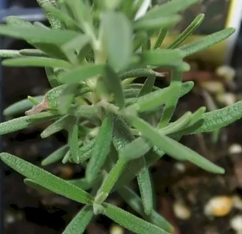 Arp Rosemary (Rosmarinus Officinalis 'Arp') — evergreen culinary herb prized for its fragrant