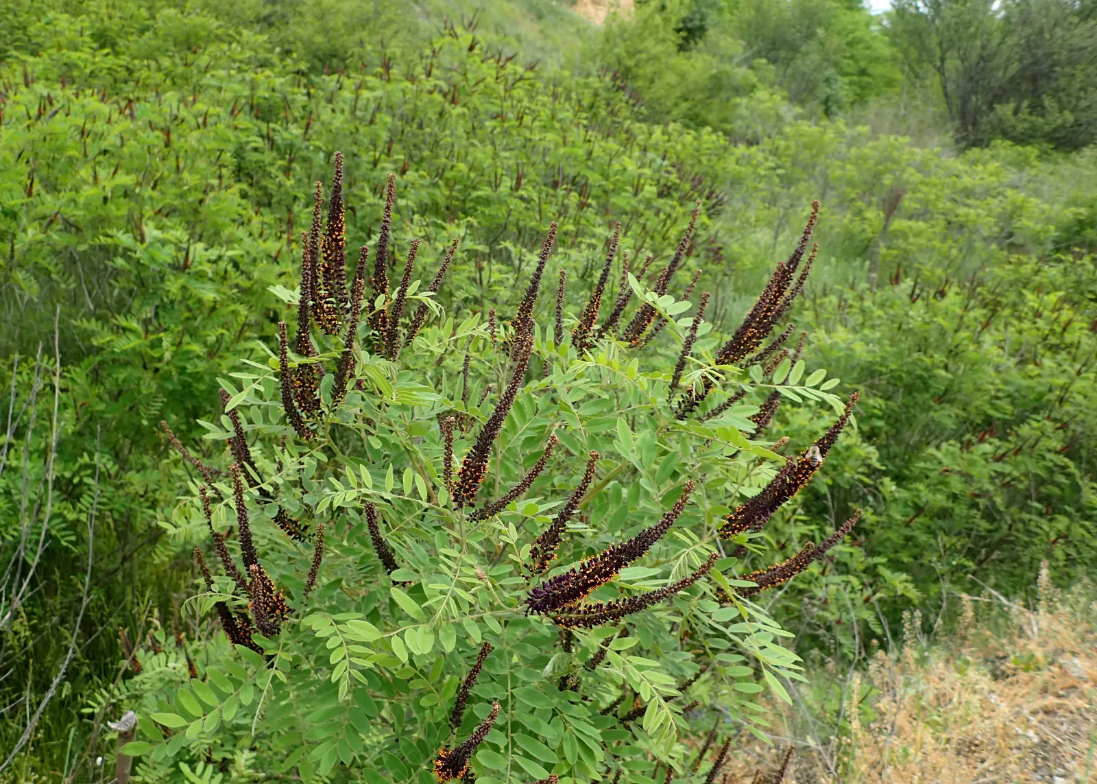 False Indigo Bush (Amorpha Fruiticosa) — False Indigo (Amorpha fruiticosa) is a hardy