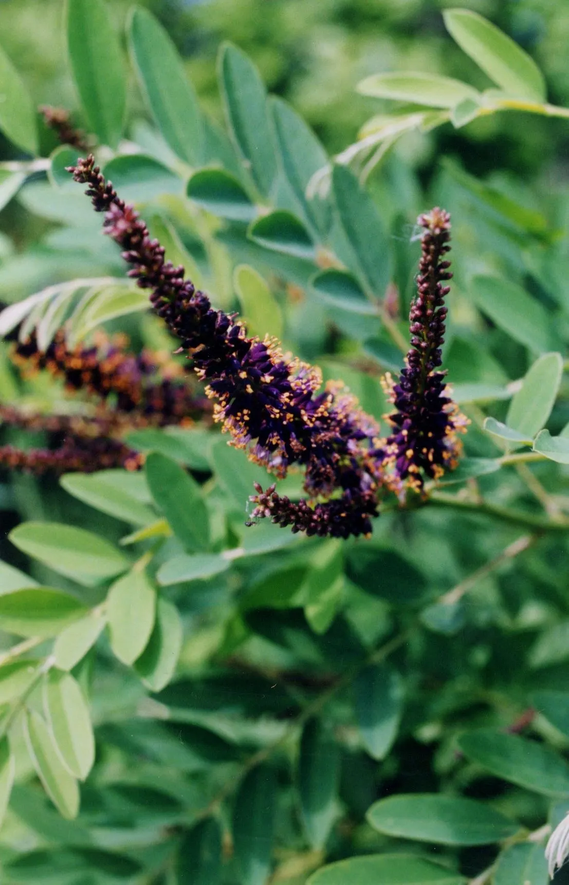 False Indigo Bush (Amorpha Fruiticosa) — fern-like foliage and dense
