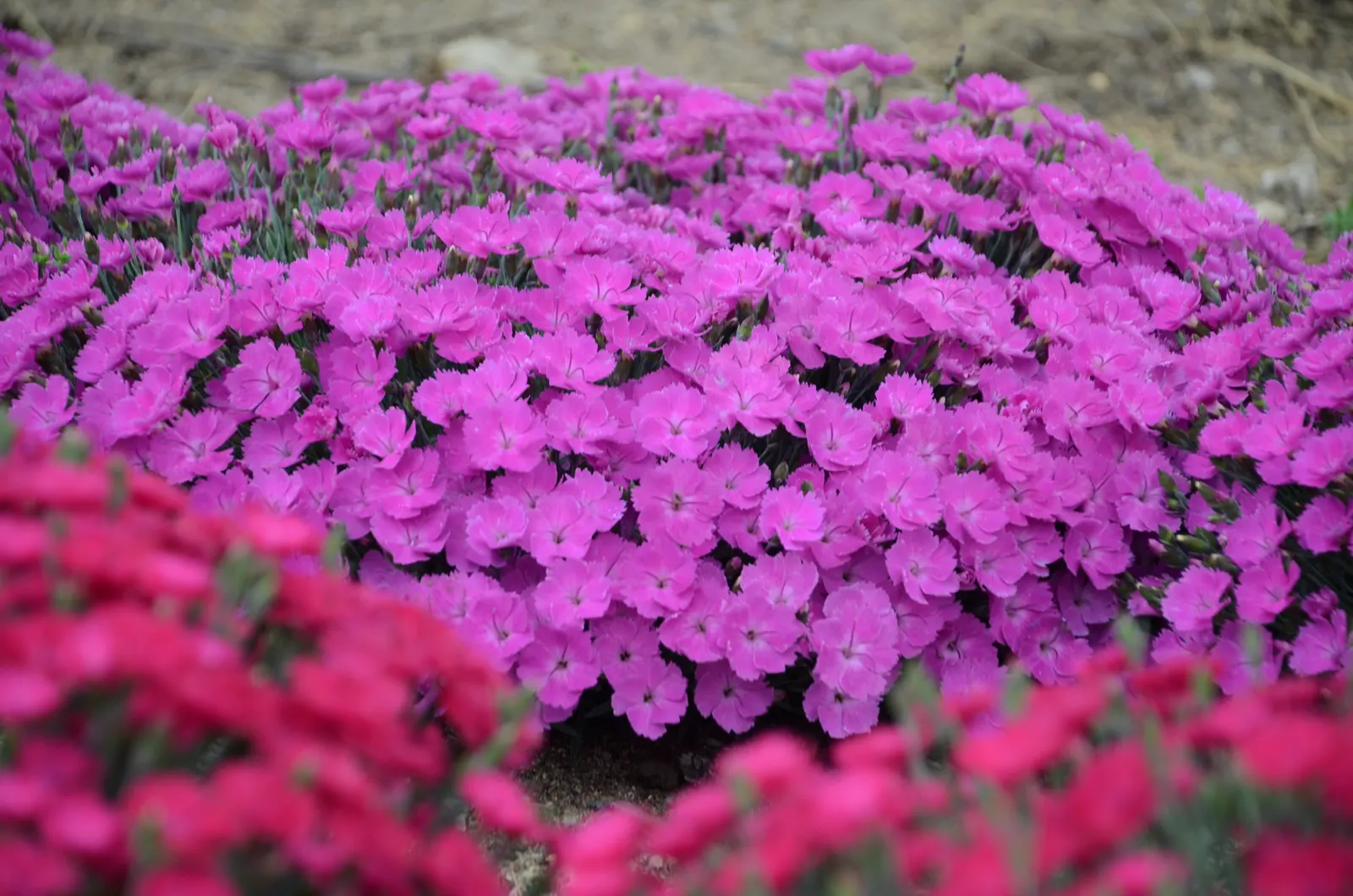 'Paint the Town Fuchsia' Pinks (Dianthus hybrid) — This brightly colored perennial produces single