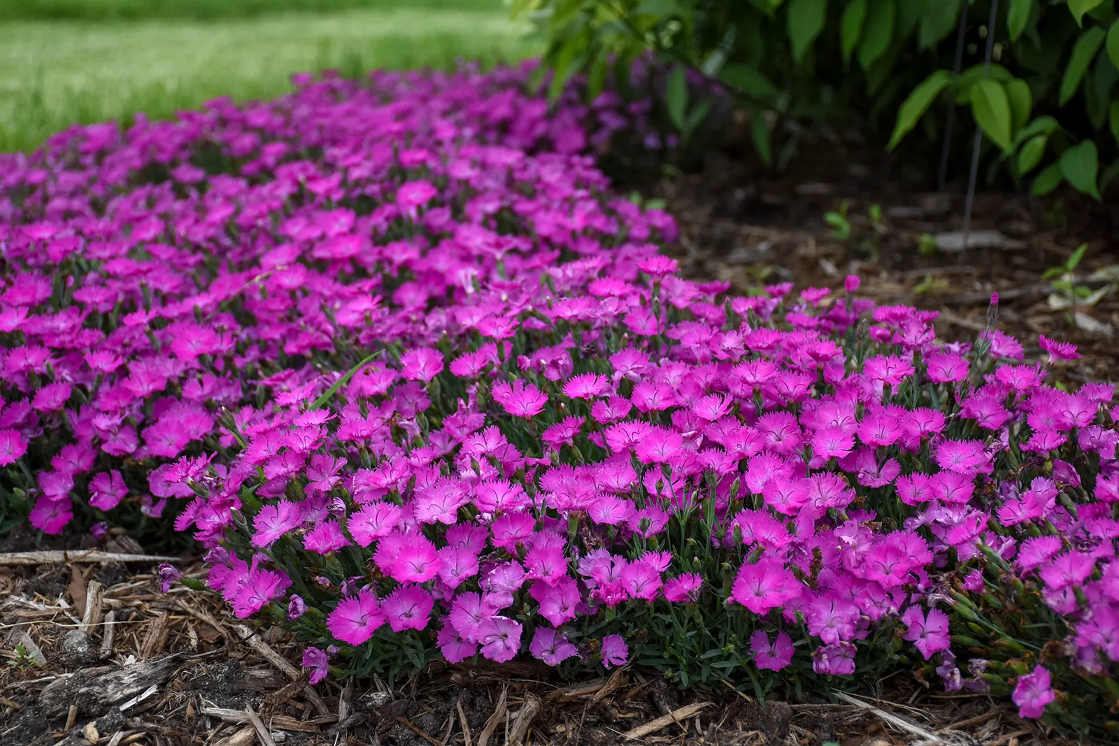 'Paint the Town Fuchsia' Pinks (Dianthus hybrid) — Proven Winners - 'Paint the Town Fuchsia' - Pinks - Dianthus hybrid pink fuchsia plant details