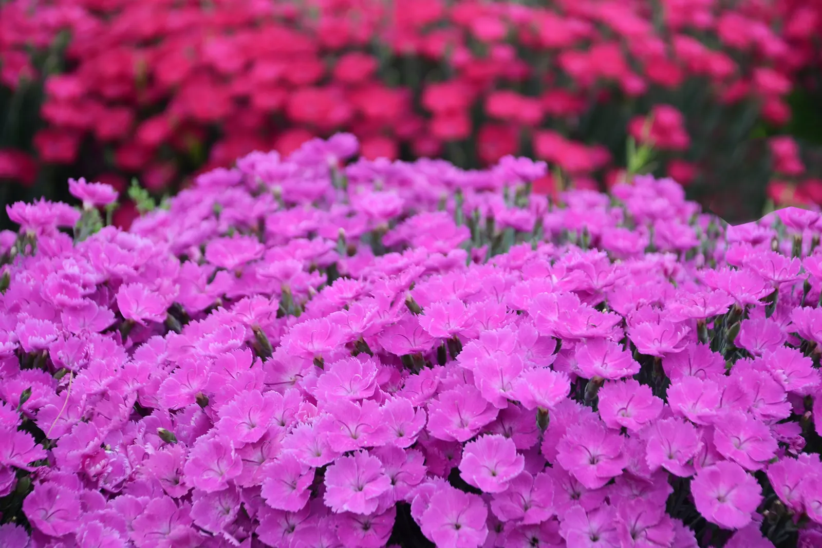 'Paint the Town Fuchsia' Pinks (Dianthus hybrid) — information and resources