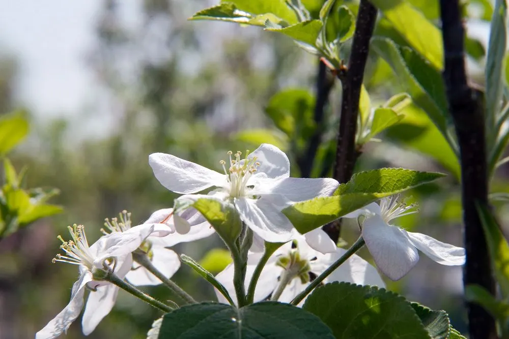 Apple Golden Delicious (Malus 'Golden Delicious') — is a time-honored cultivar renowned for its sweet