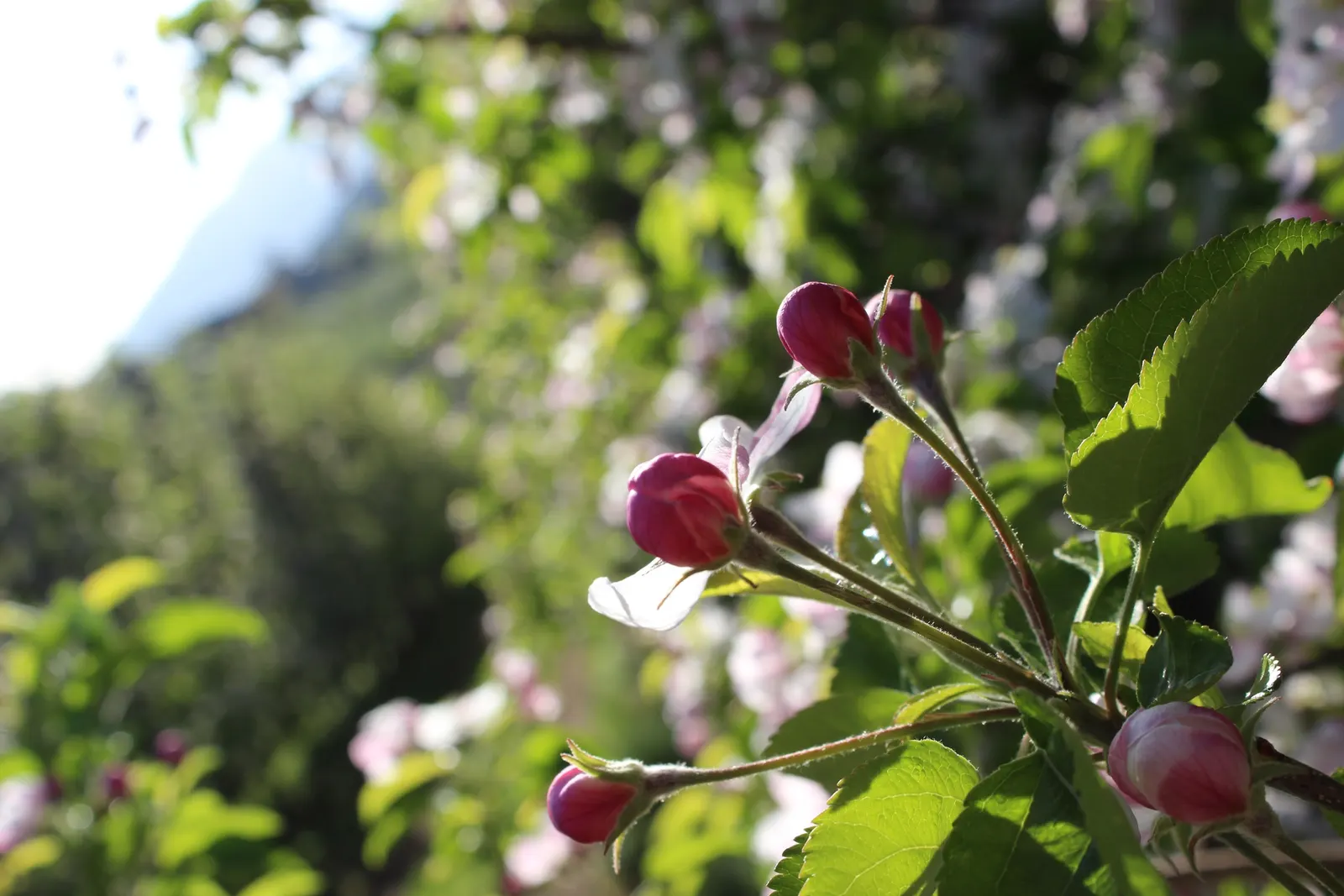 Apple Golden Delicious (Malus 'Golden Delicious') — flourishing in at least six hours of direct sunlight per day