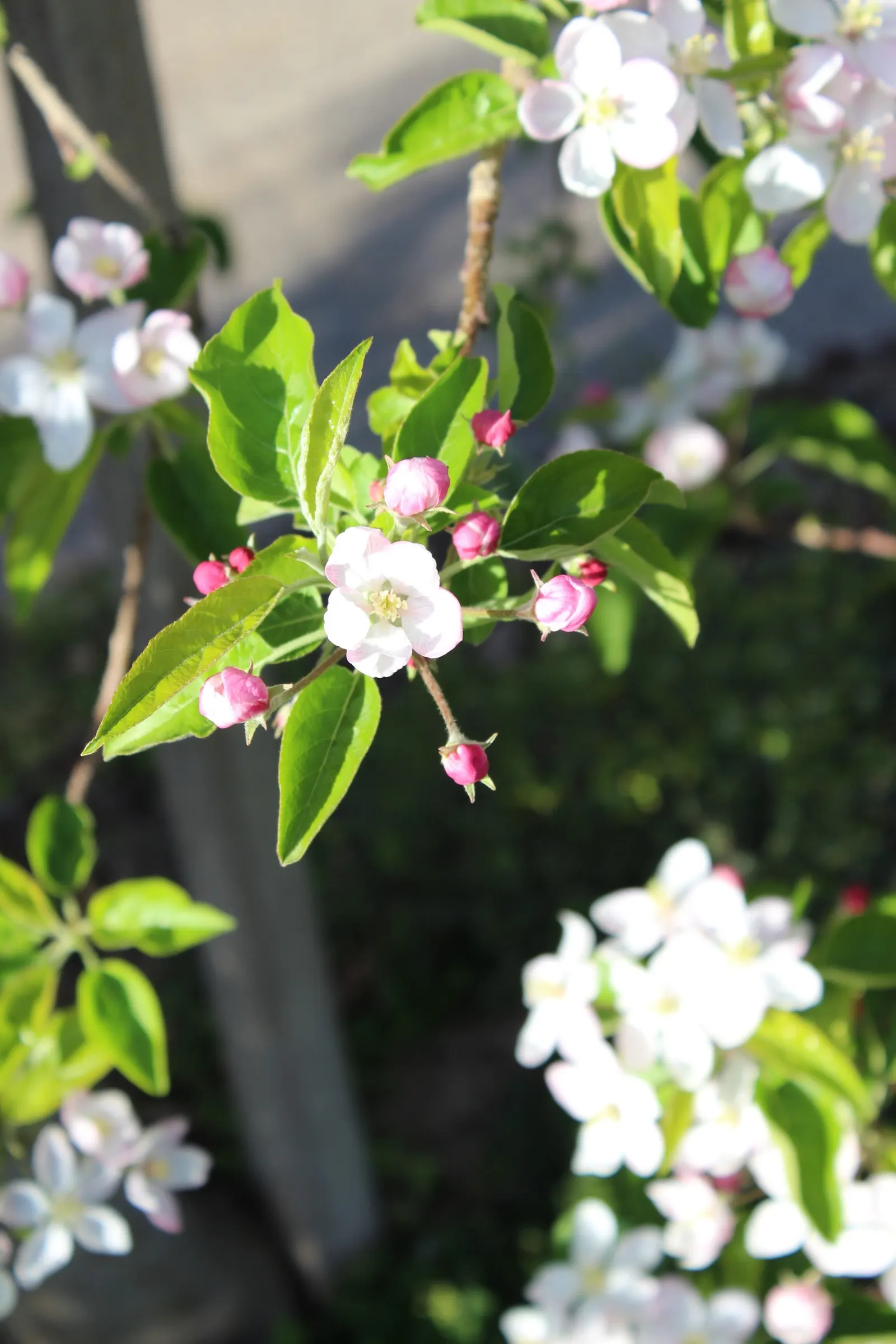 Apple Golden Delicious (Malus 'Golden Delicious') — it is important to note that the Golden Delicious requires full sun exposure