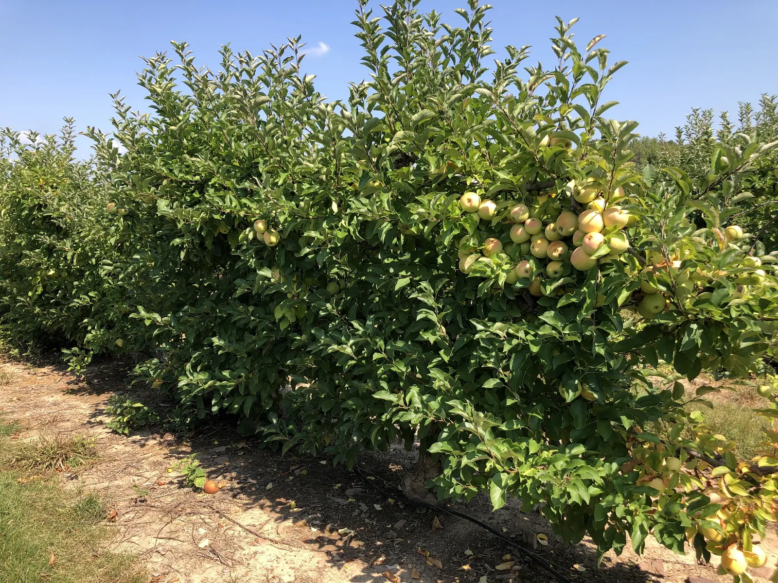 Apple Golden Delicious (Malus 'Golden Delicious') — The Malus 'Golden Delicious' is a revered deciduous apple tree, valued for its sweet, yellow fruit