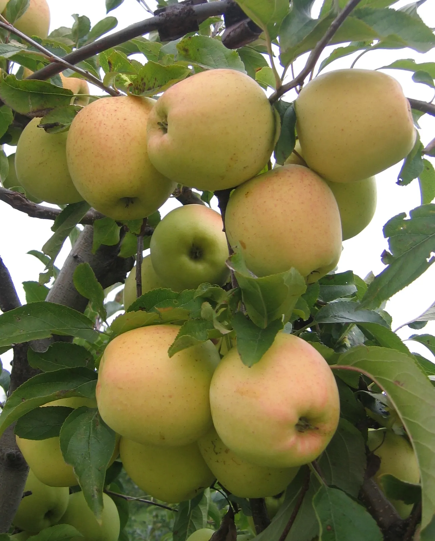 Apple Golden Delicious (Malus 'Golden Delicious') — ensuring moisture without over-saturation