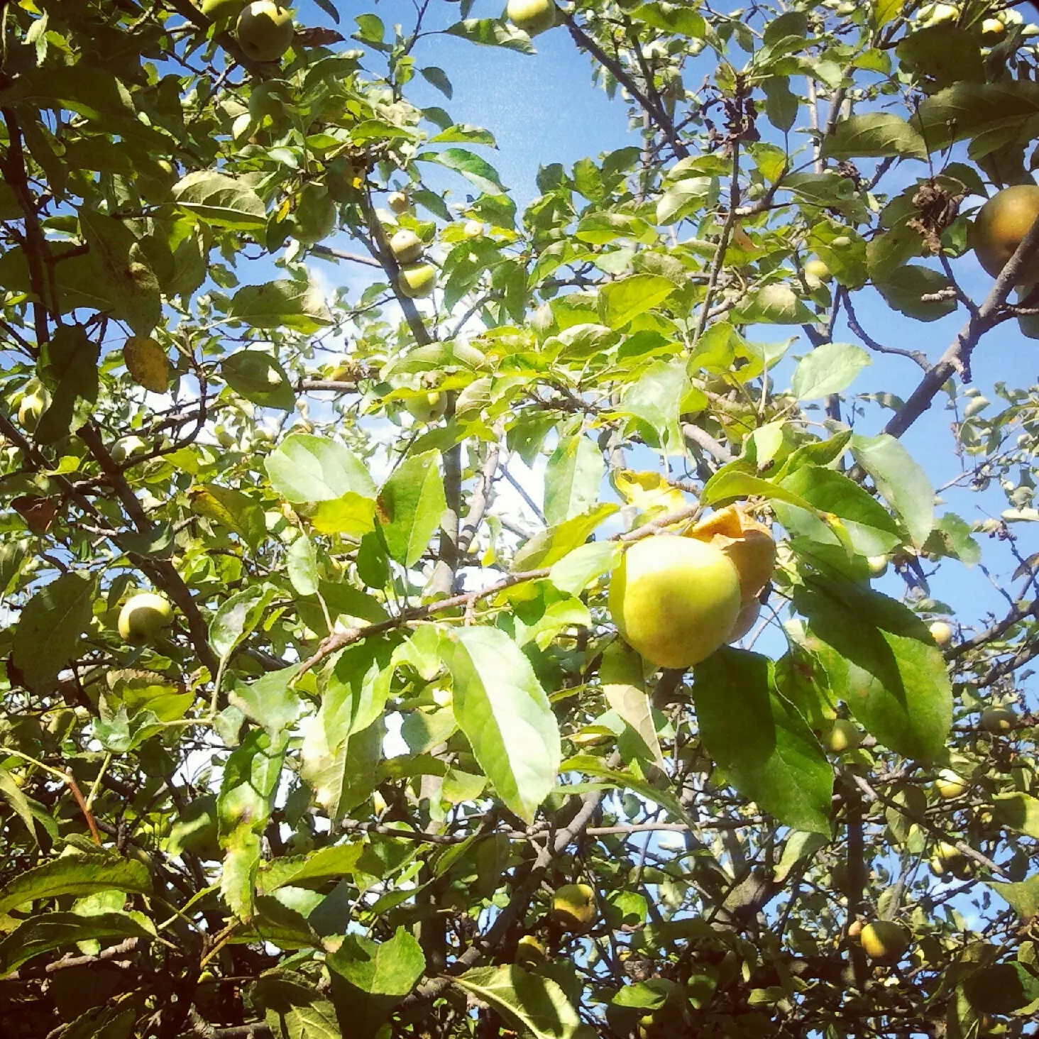 Apple Golden Delicious (Malus 'Golden Delicious') — This cultivar matures to a height of about 12 to 15 feet and spreads roughly 10 feet