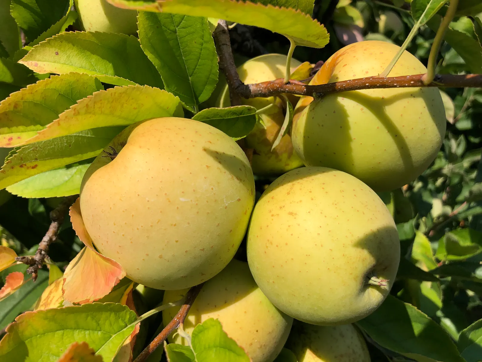 Apple Golden Delicious (Malus 'Golden Delicious') — The Malus 'Golden Delicious,' commonly referred to as the Golden Delicious Apple