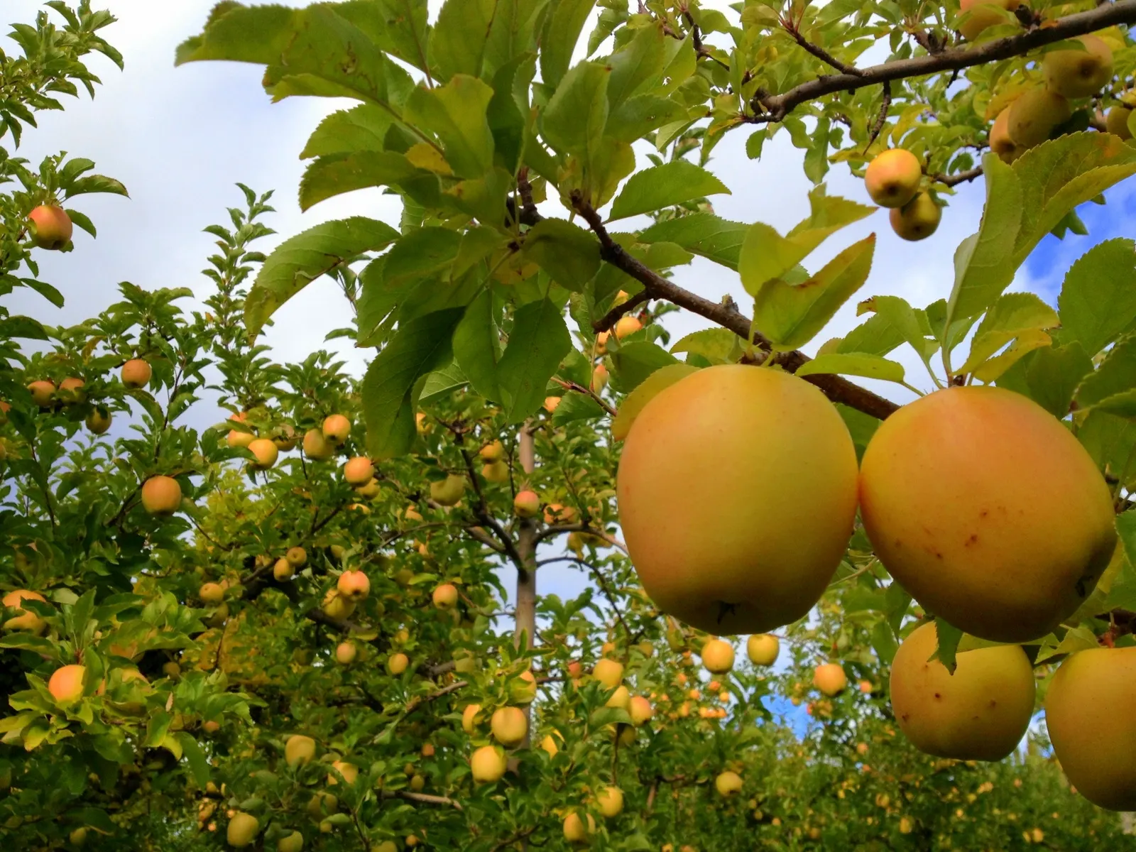 Apple Golden Delicious (Malus 'Golden Delicious') — It requires full sun and well-drained soil