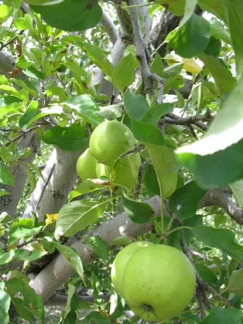 Apple Golden Delicious (Malus 'Golden Delicious') — Ideal for zones 5-8, it offers both ornamental beauty and a bountiful harvest