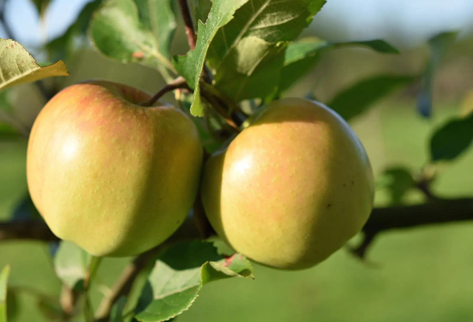 Apple Golden Delicious (Malus 'Golden Delicious') — This versatile deciduous tree possesses an upright