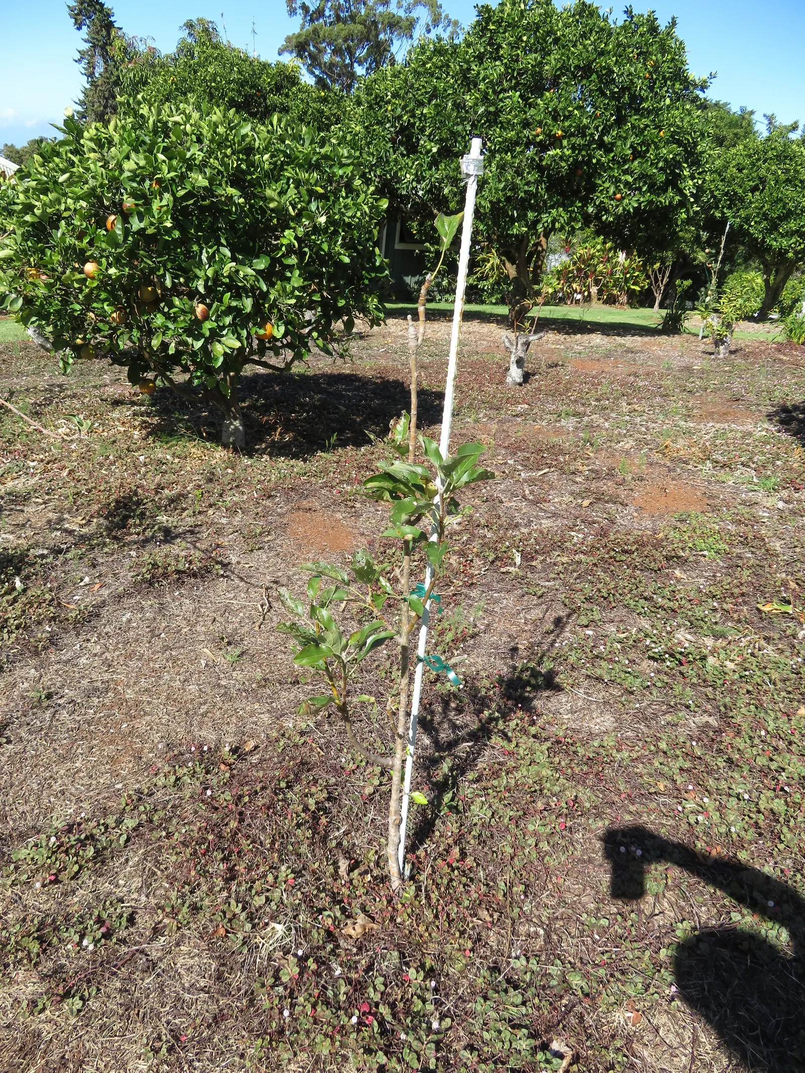 Apple Golden Delicious (Malus 'Golden Delicious') — loamy soils with a pH range from 6.0 to 7.5 and benefits from a moderate watering schedule