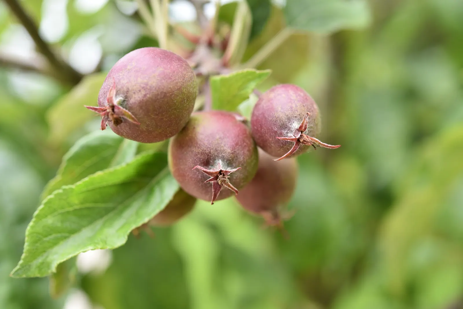 Apple Golden Delicious (Malus 'Golden Delicious') — Blossoming in spring, it provides showy white flowers, followed by its signature golden apples by fall