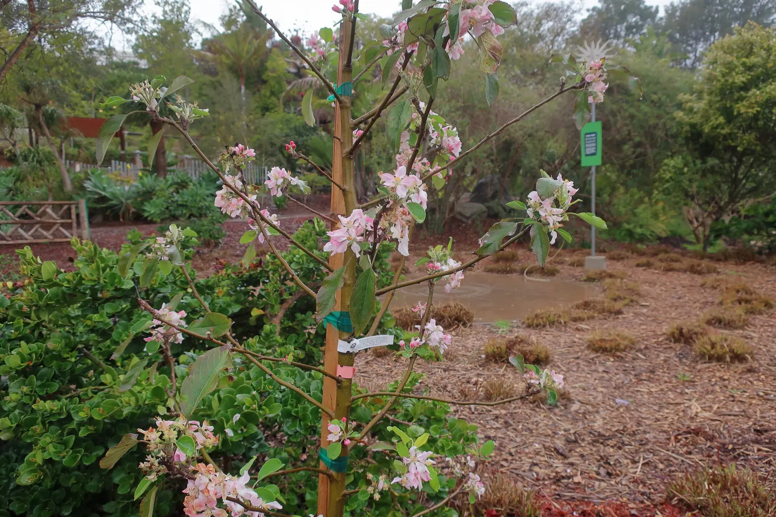 Apple Golden Delicious (Malus 'Golden Delicious') — typically reaching heights of 12 to 15 feet with a similar spread