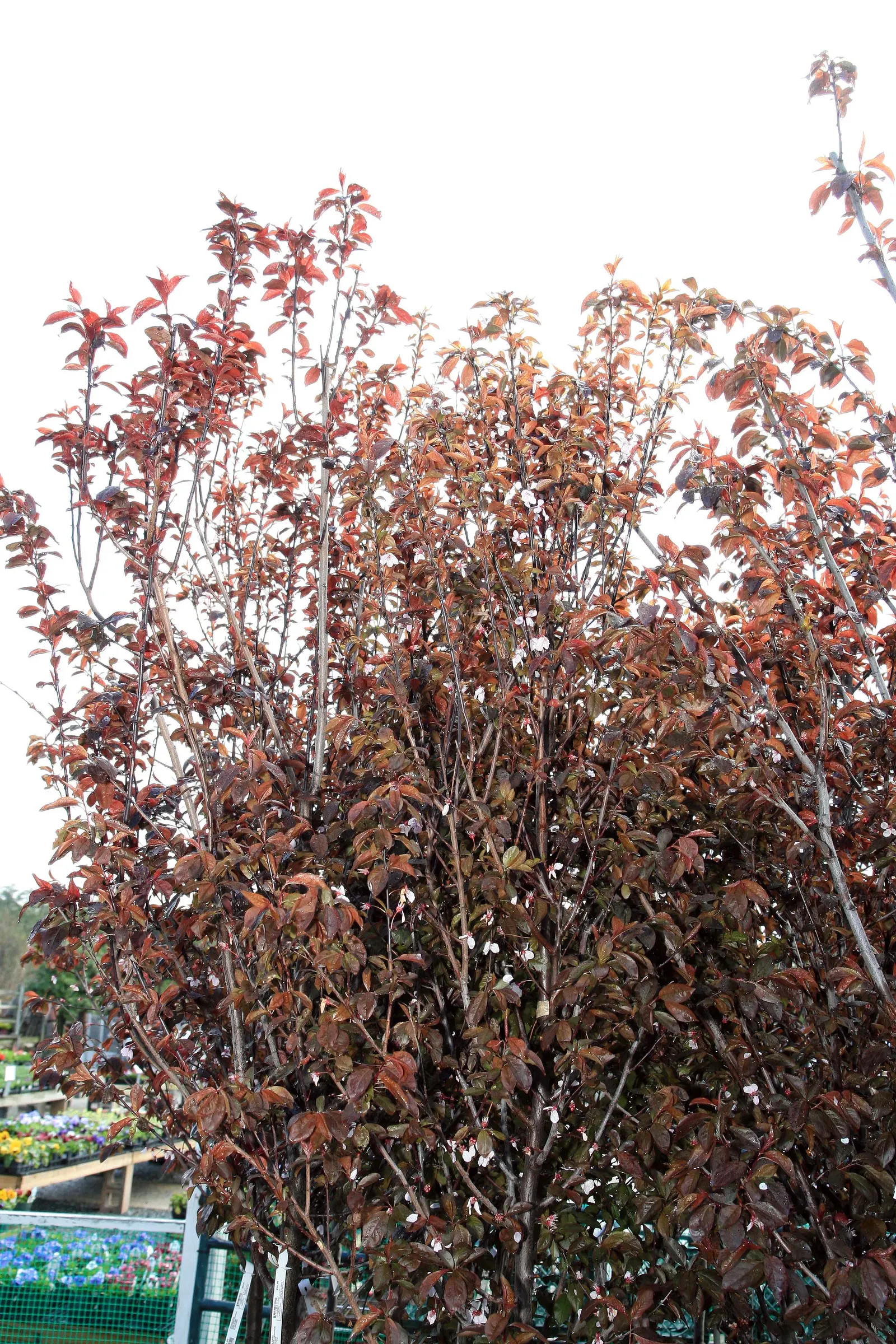 Krauter Vesuvius Flowering Plum (Prunus Cerasifera 'Krauter Vesuvius') — offers year-round interest with its vibrant purple foliage
