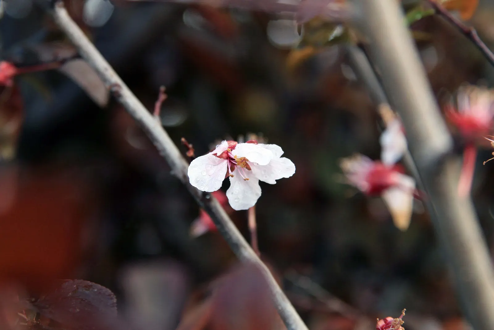 Krauter Vesuvius Flowering Plum (Prunus Cerasifera 'Krauter Vesuvius') — featuring a spring bloom of delicate pink flowers before the leaves emerge