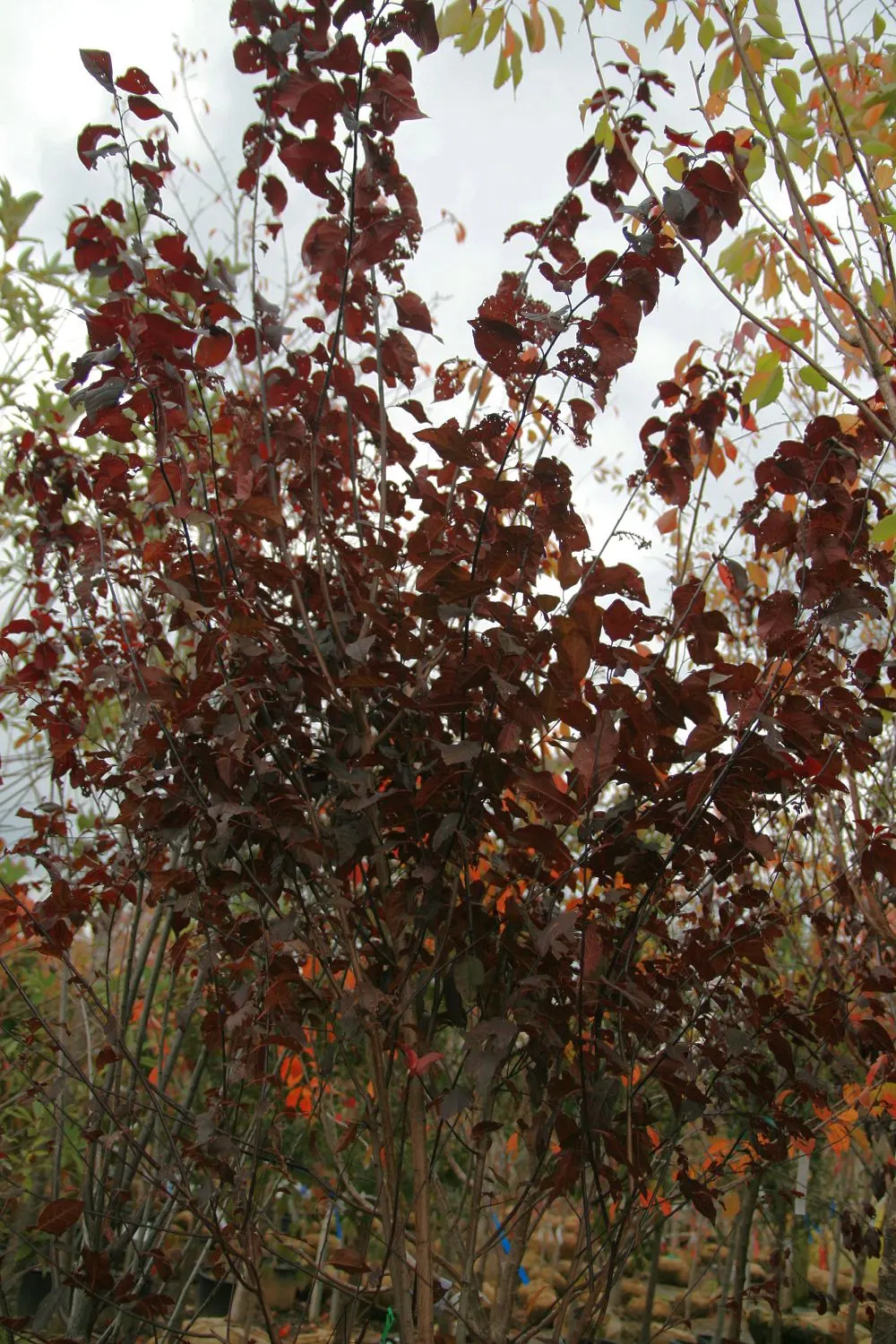 Krauter Vesuvius Flowering Plum (Prunus Cerasifera 'Krauter Vesuvius') — requiring minimal pruning to maintain its shape