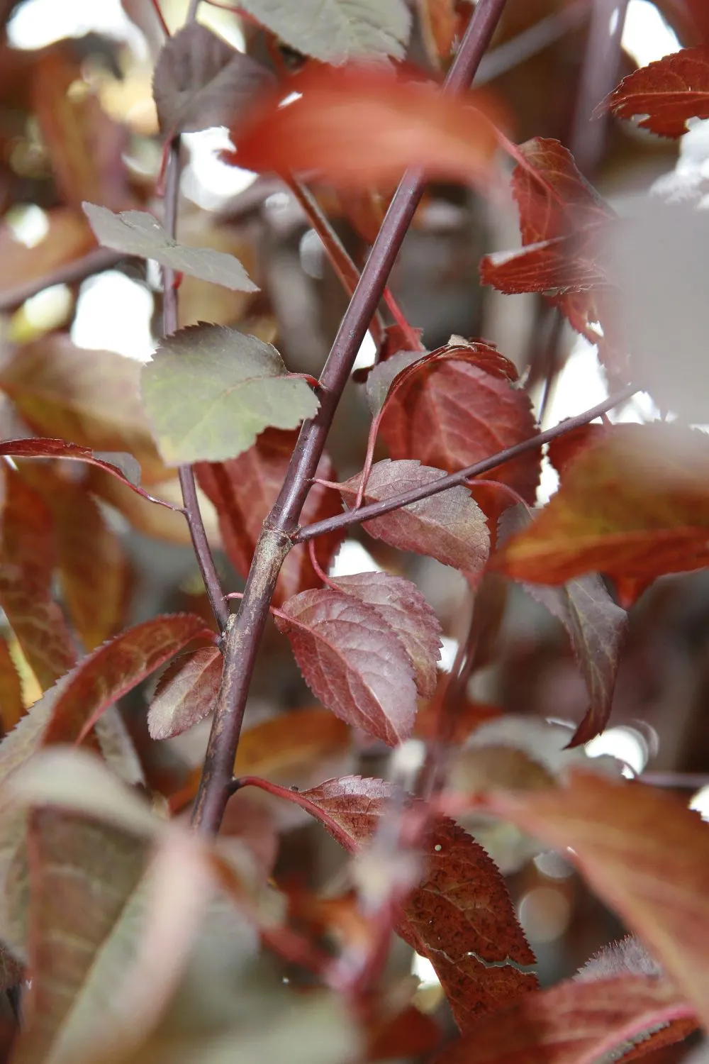 Krauter Vesuvius Flowering Plum (Prunus Cerasifera 'Krauter Vesuvius') — this ornamental plum thrives in full sun and adaptable to various soils