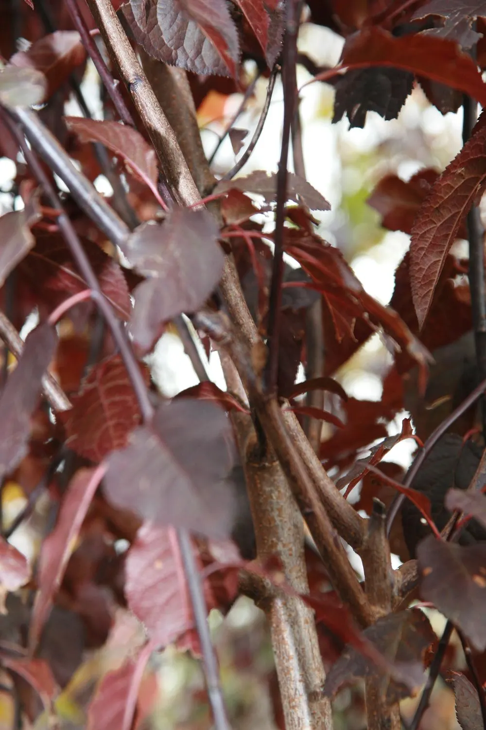 Krauter Vesuvius Flowering Plum (Prunus Cerasifera 'Krauter Vesuvius') — This deciduous tree reaches up to 20 feet in height and 15 feet in width