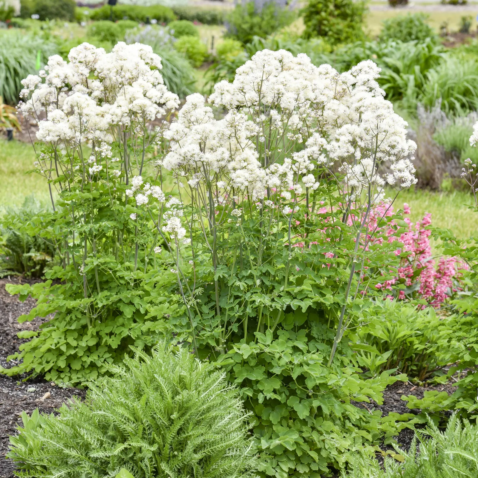 'Cotton Ball' Meadow Rue (Thalictrum hybrid) — The Thalictrum hybrid 'Cotton Ball' is an upright meadow rue with finely textured green foliage