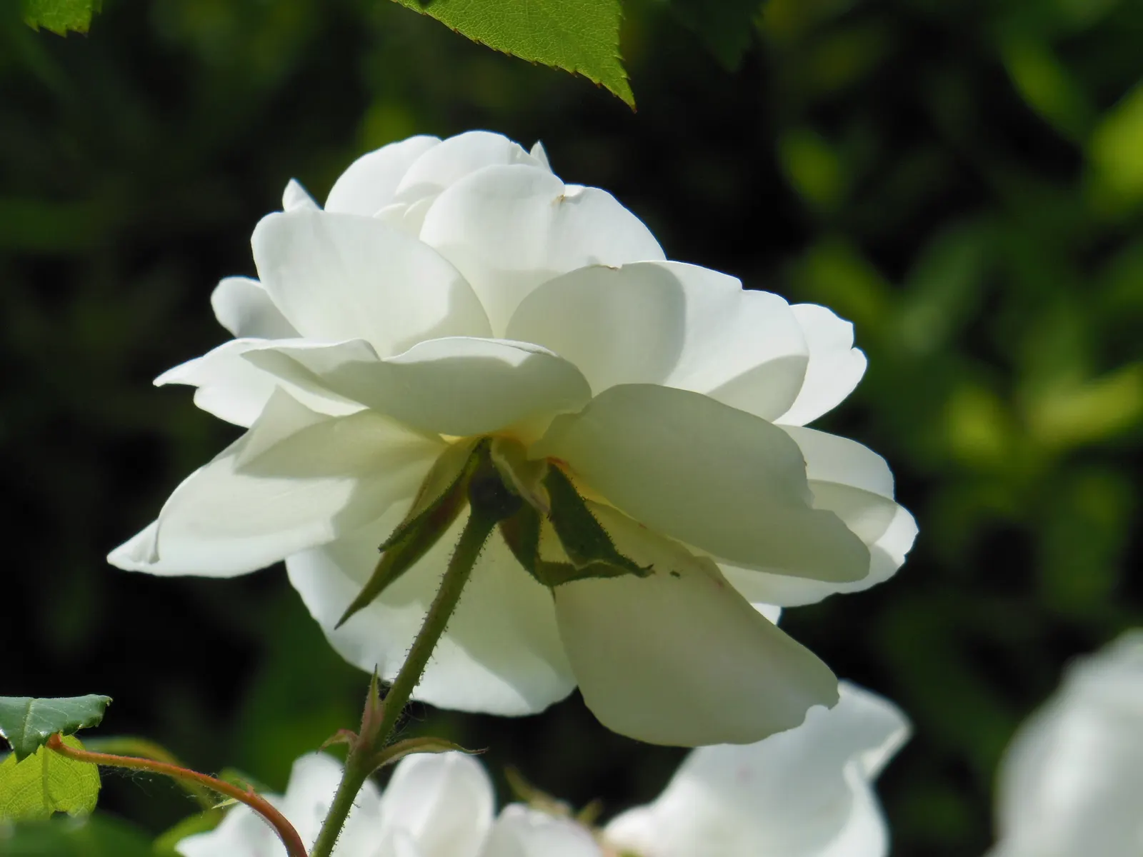Climbing Iceberg Rose (Rosa 'Climbing Iceberg') — This hardy cultivar reaches up to 12-15 feet high and spreads up to 4-6 feet wide, thriving in zones 5-9