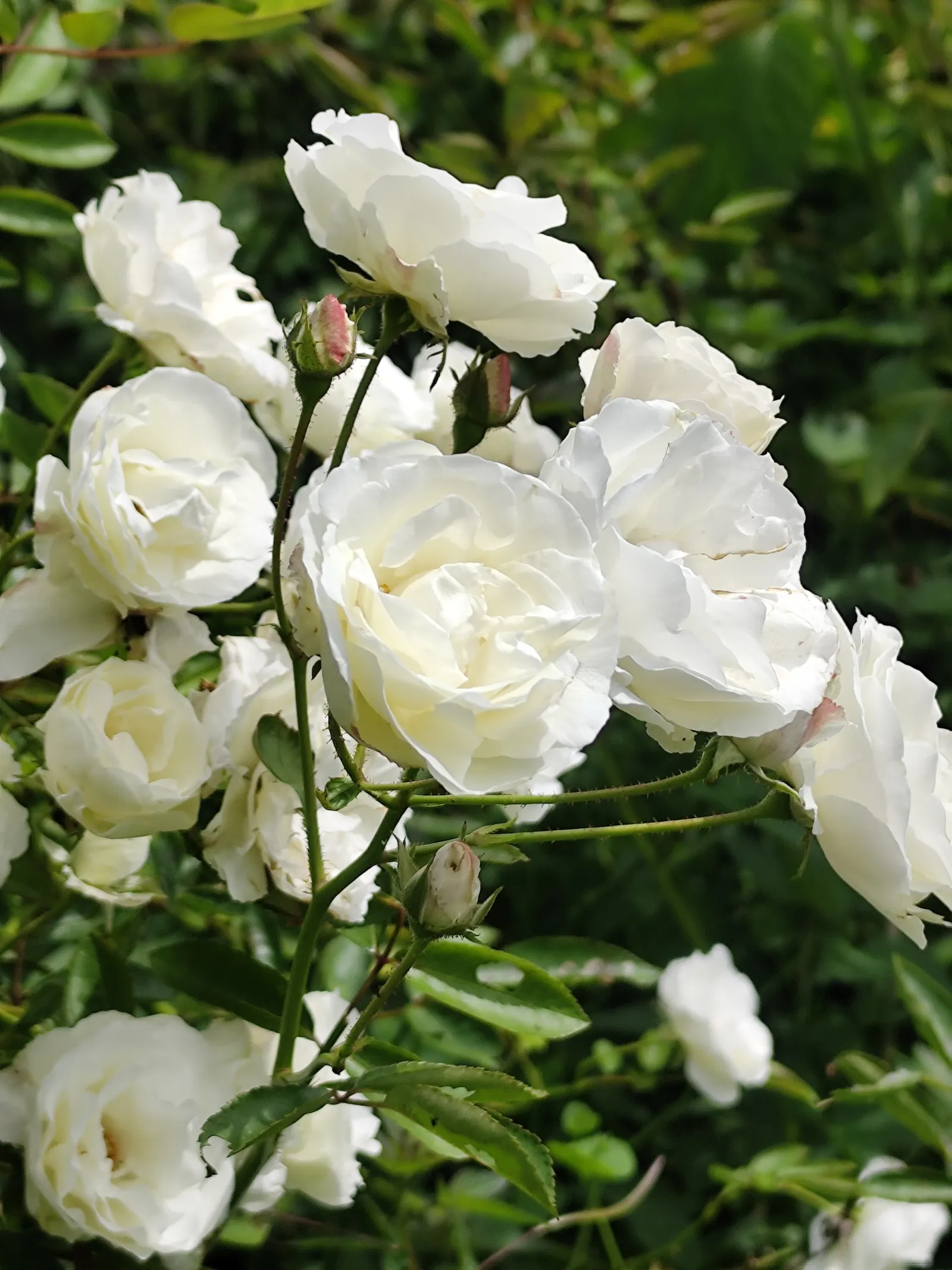 Climbing Iceberg Rose (Rosa 'Climbing Iceberg') — it's a low-maintenance choice that attracts pollinators