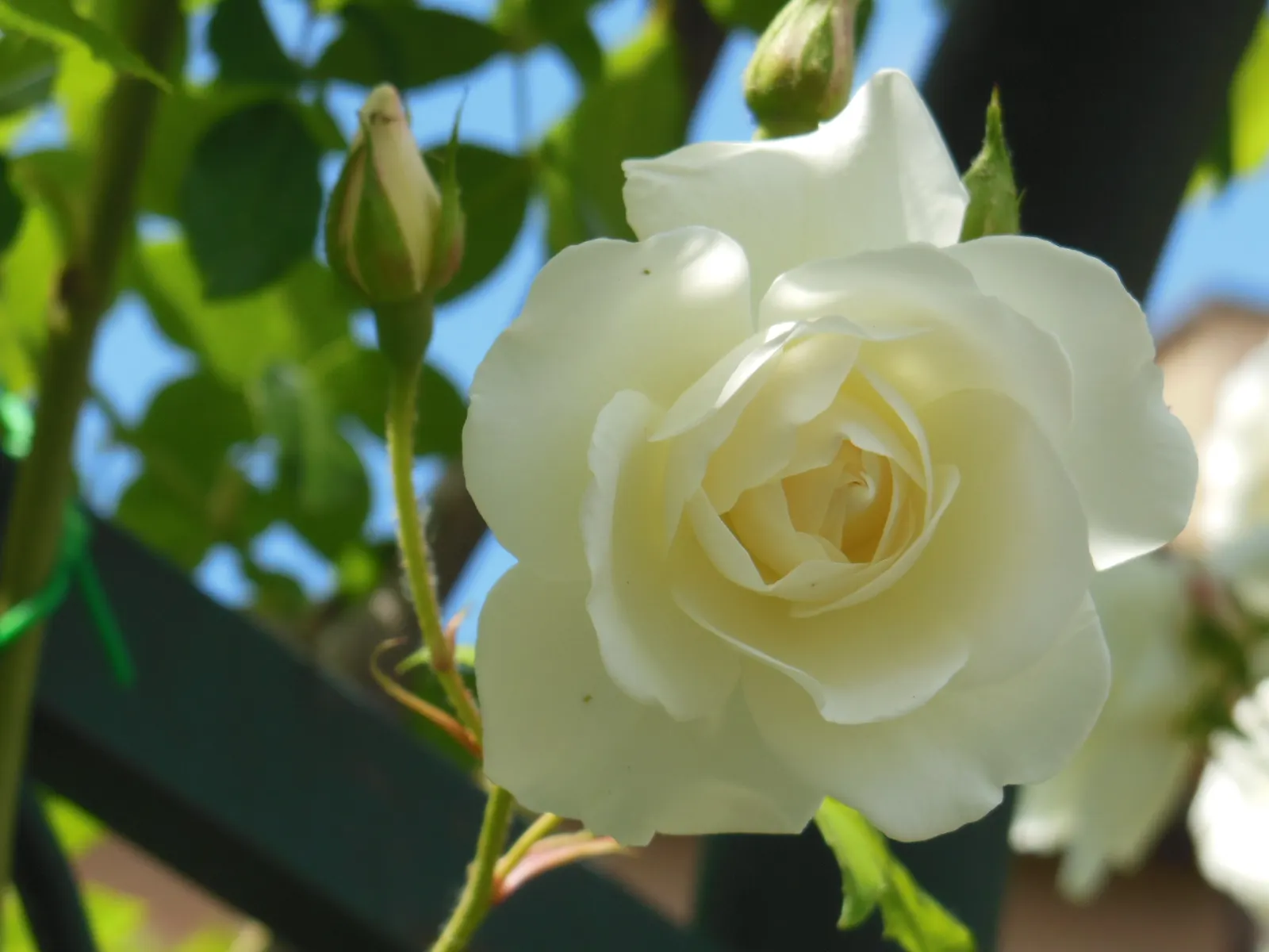 Climbing Iceberg Rose (Rosa 'Climbing Iceberg') — Prefers full sun and well-draining soil