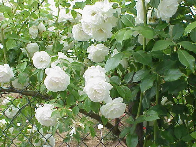 Climbing Iceberg Rose (Rosa 'Climbing Iceberg') — Blooms repeatedly from late spring through fall, offering a delicate fragrance