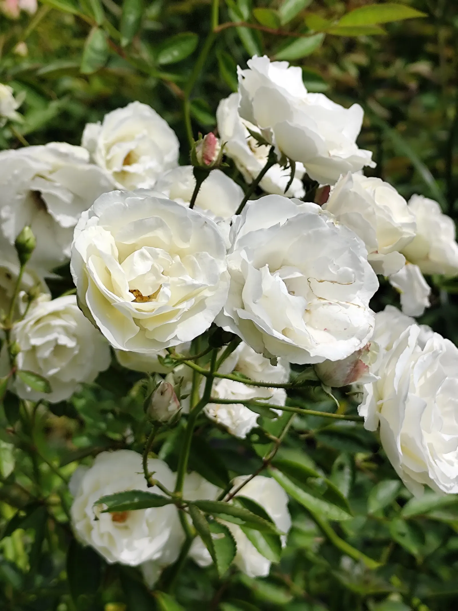 Climbing Iceberg Rose (Rosa 'Climbing Iceberg') — Ideal for trellises and arches