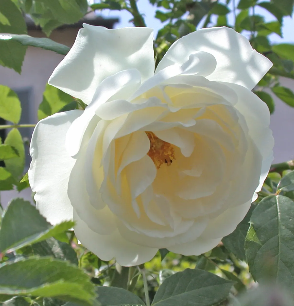 Climbing Iceberg Rose (Rosa 'Climbing Iceberg') — The Rosa 'Climbing Iceberg' is a robust climber adorned with clusters of white, semi-double flowers