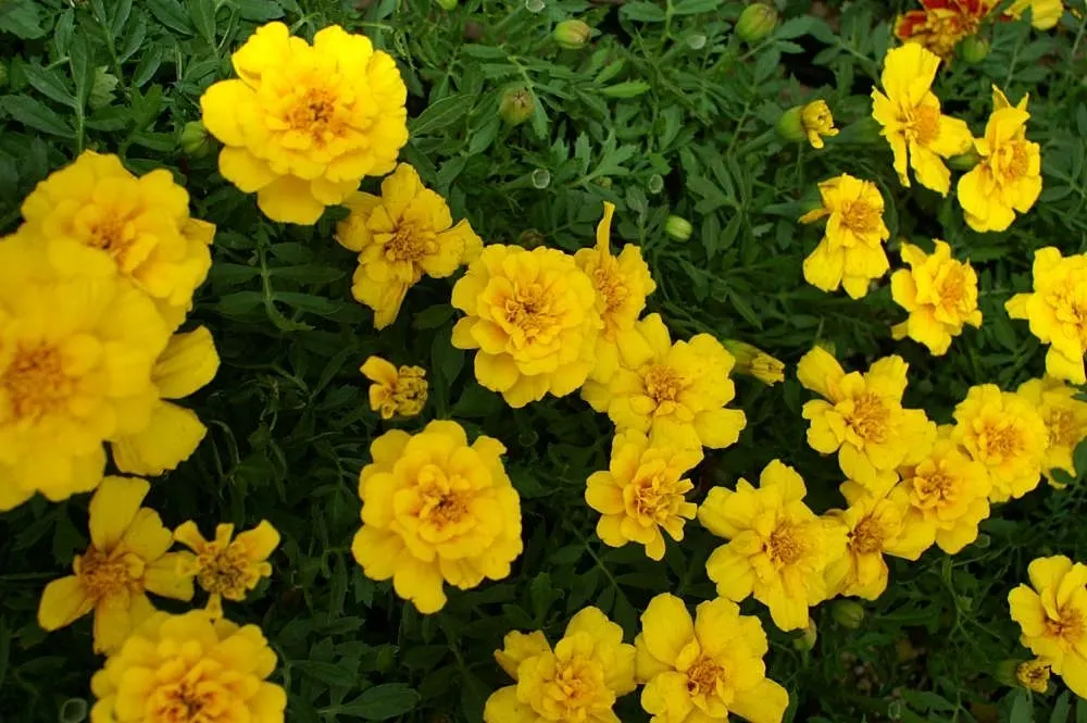 Safari Yellow Marigold (Tagetes Patula 'Safari Yellow') — Renowned for pest repellence, it makes an excellent border or container specimen