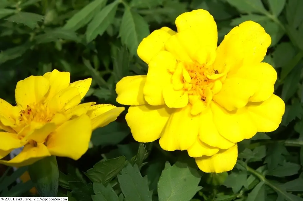 Safari Yellow Marigold (Tagetes Patula 'Safari Yellow') — Reaching heights of 10-12 inches, with a similar spread, this plant thrives in full sun and