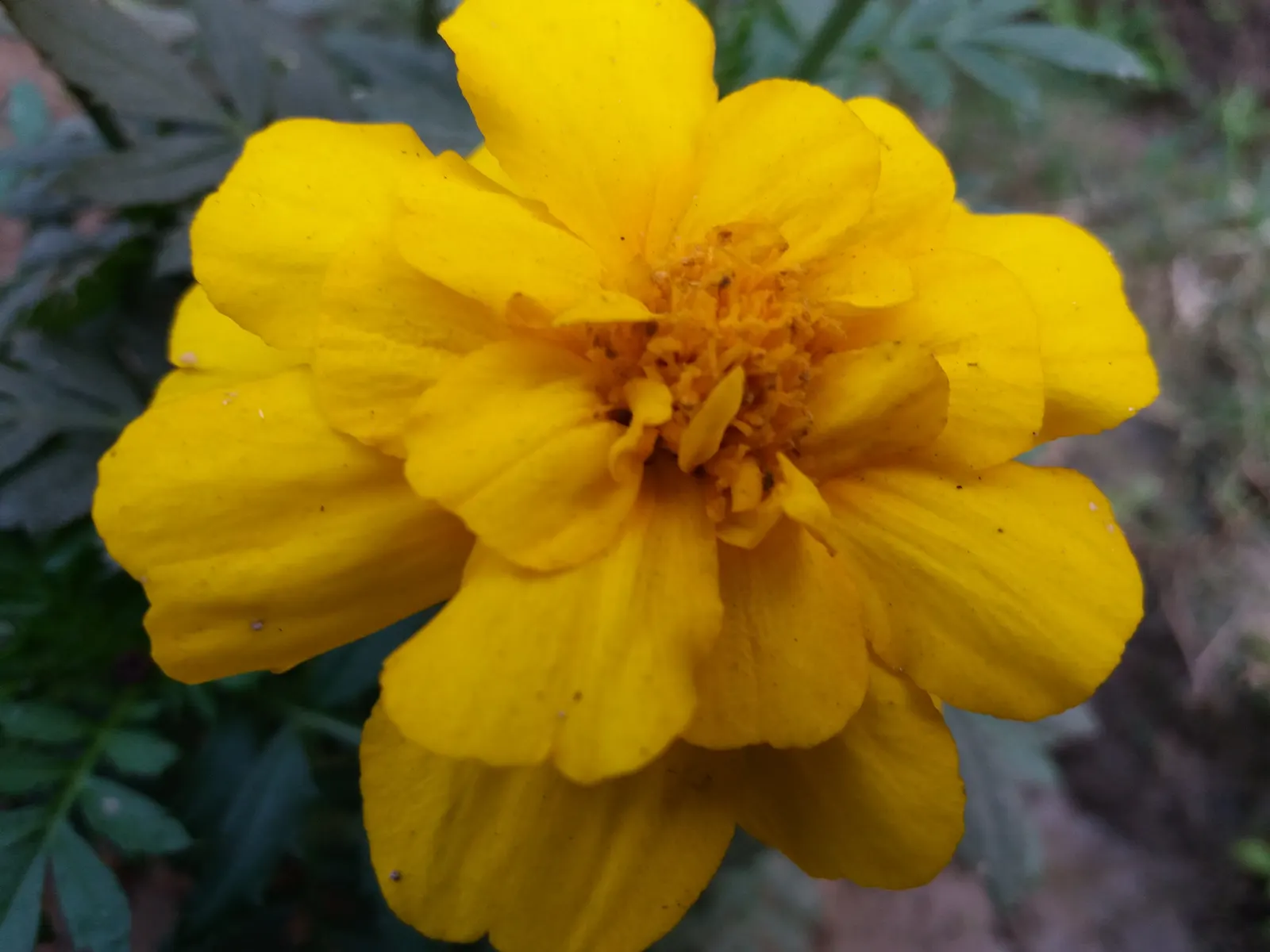Safari Yellow Marigold (Tagetes Patula 'Safari Yellow') — The Safari Yellow Marigold (Tagetes patula 'Safari Yellow') is a vibrant annual blooming with bold