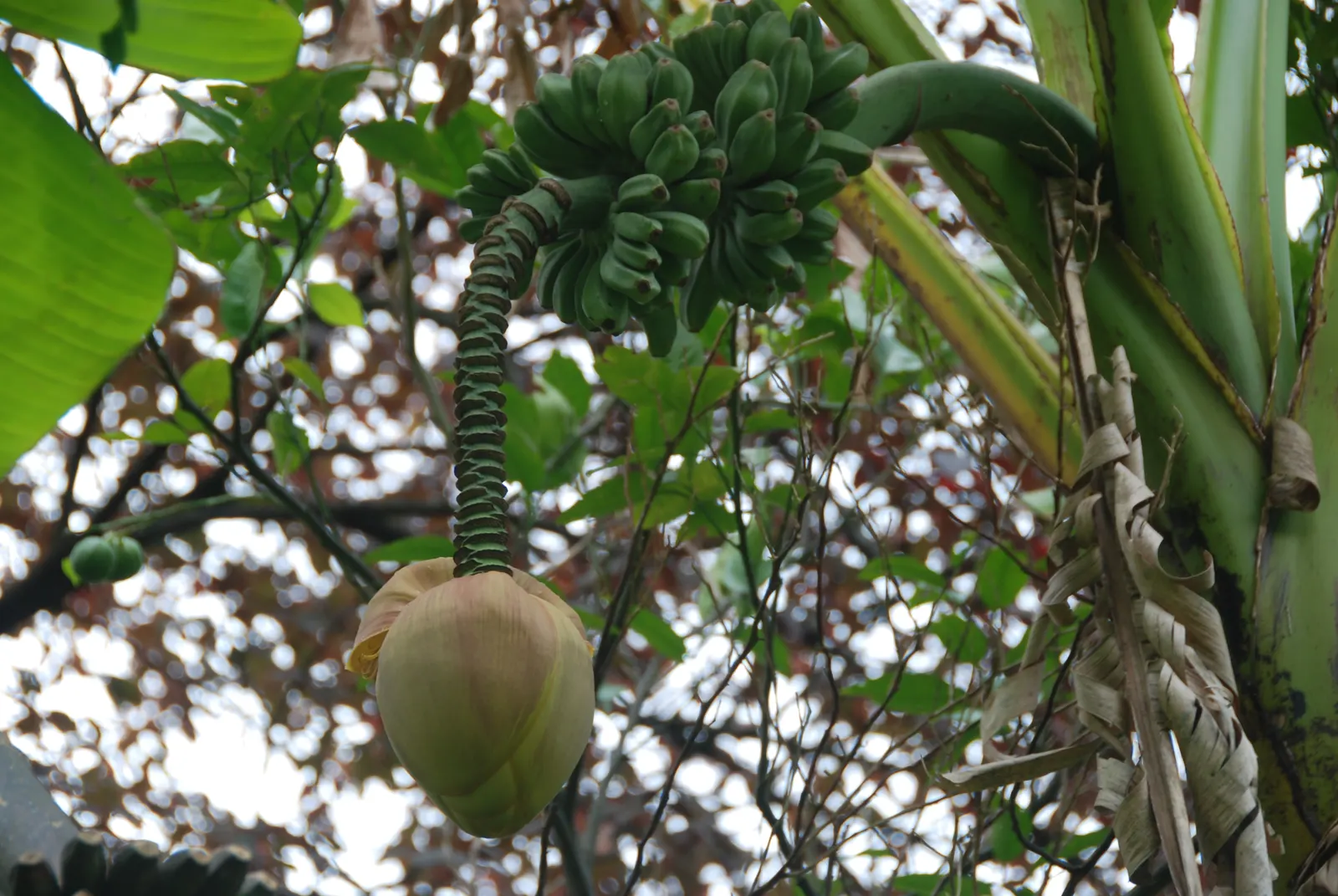 Edible Or Chinese Banana (Musa X Paradisiaca) — is a hybrid of the wild species Musa acuminata and Musa balbisiana; creating a dense canopy of vibrant green