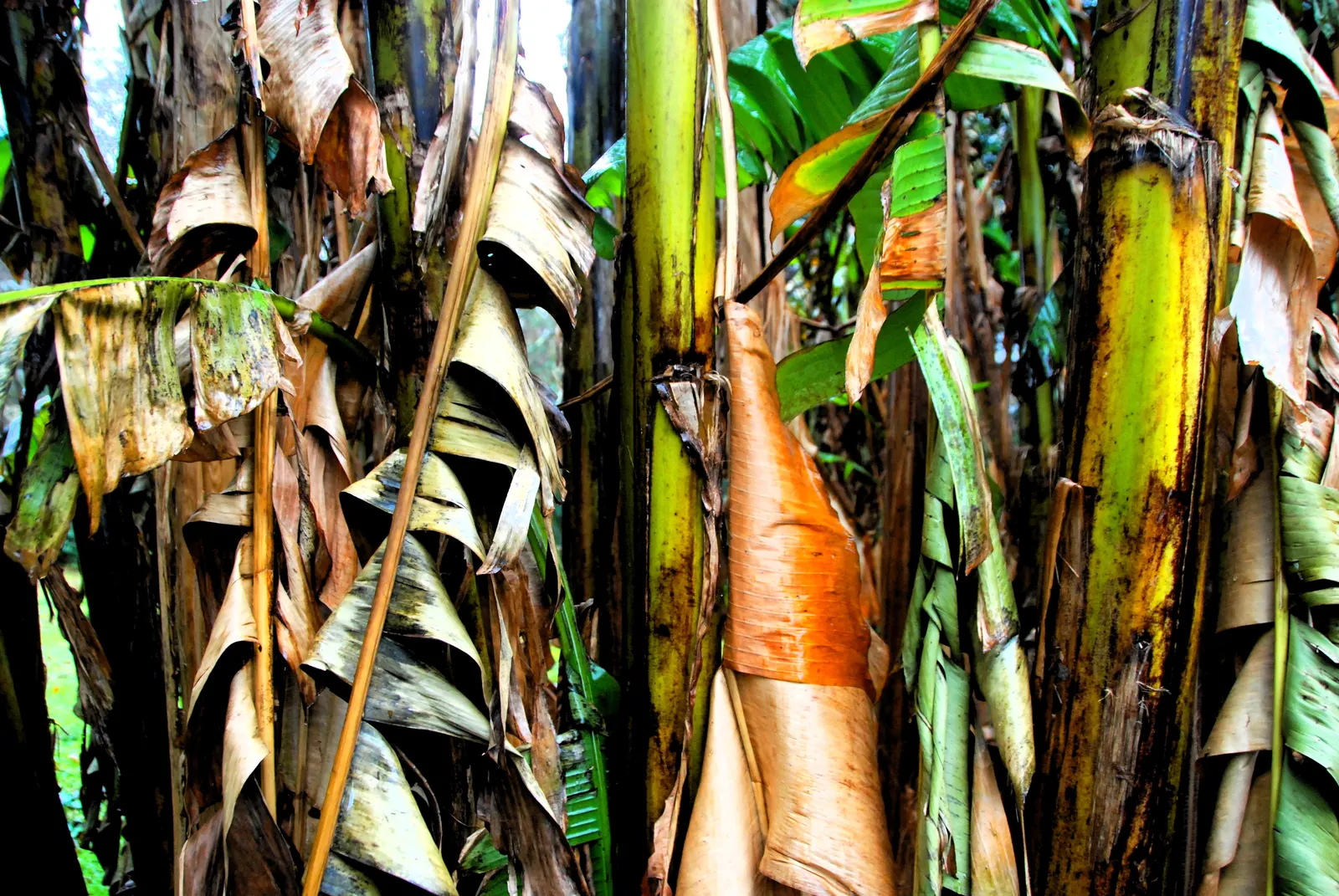 Edible Or Chinese Banana (Musa X Paradisiaca) — preserving its aesthetic appeal.<br><br>The plant produces flower stalks that mature into clusters, image 59