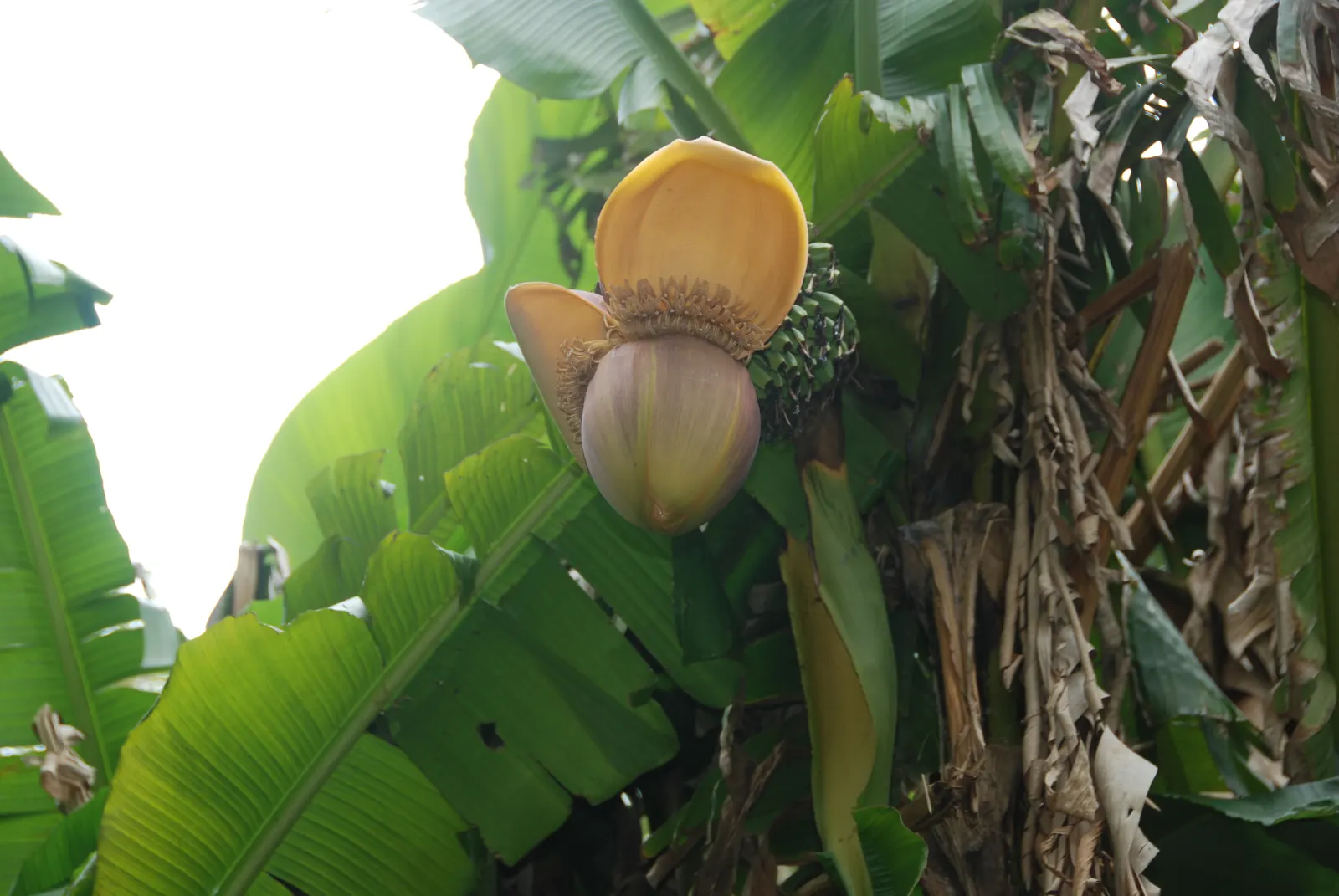 Edible Or Chinese Banana (Musa X Paradisiaca) — it offers both aesthetic appeal and practical harvest for any warm-climate garden design; making, image 69