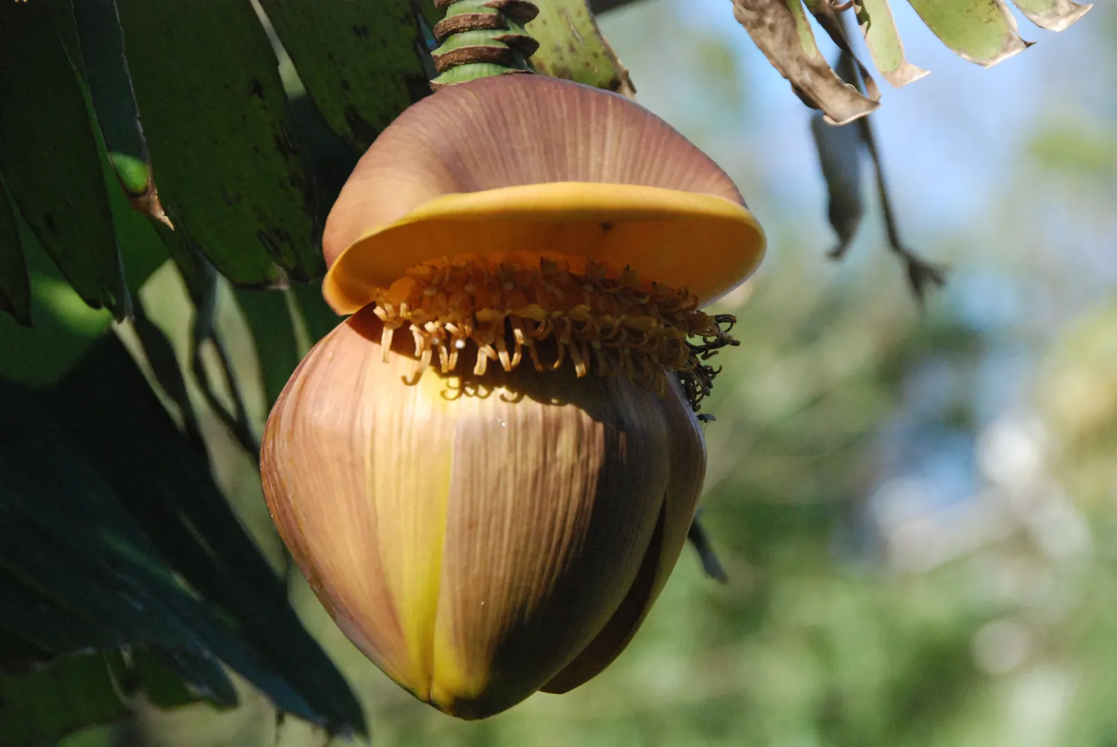 Edible Or Chinese Banana (Musa X Paradisiaca) — commonly known as the Edible Banana; this hybrid produces sweet, consumable fruit under optimal, image 64