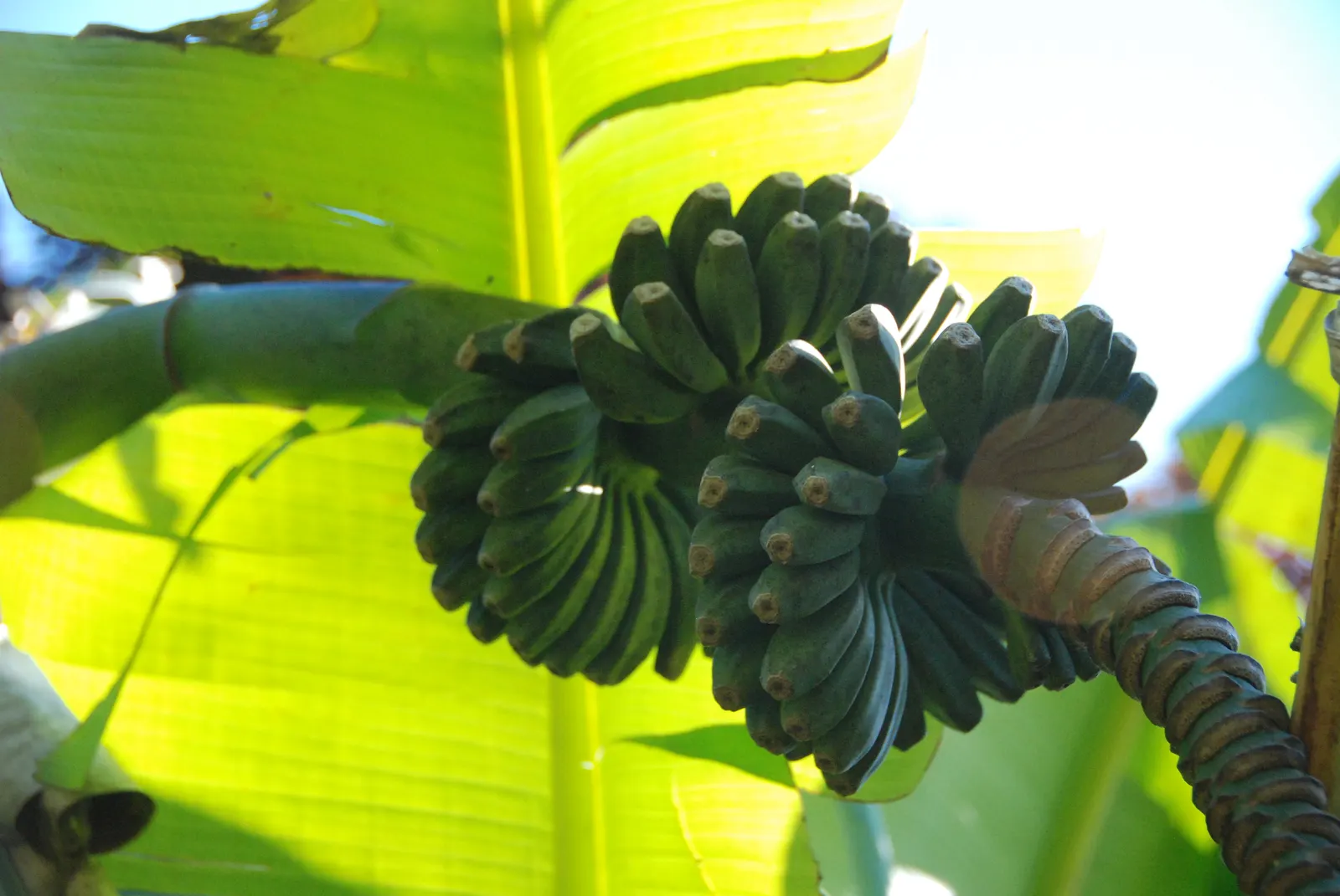 Edible Or Chinese Banana (Musa X Paradisiaca) — Its large, broad leaves can grow up to 9 feet in length, adding lush texture to landscapes; making them a