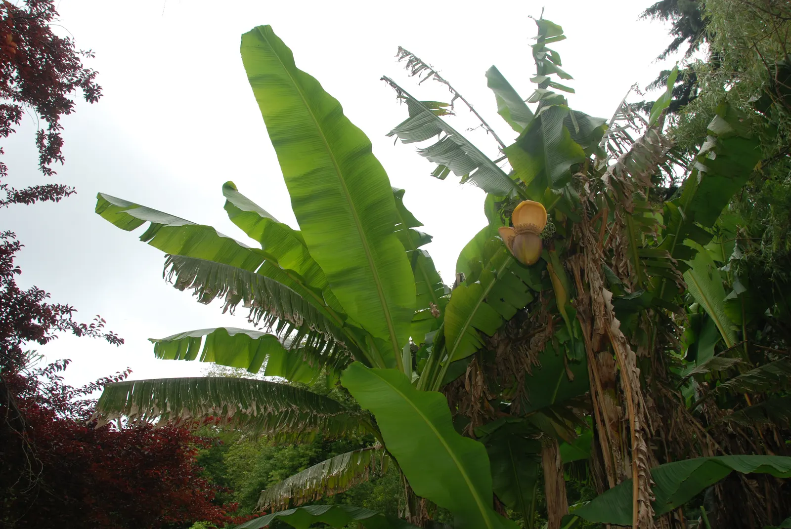 Edible Or Chinese Banana (Musa X Paradisiaca) — is a hybrid of the wild species Musa acuminata and Musa balbisiana; creating a dense canopy of, image 50