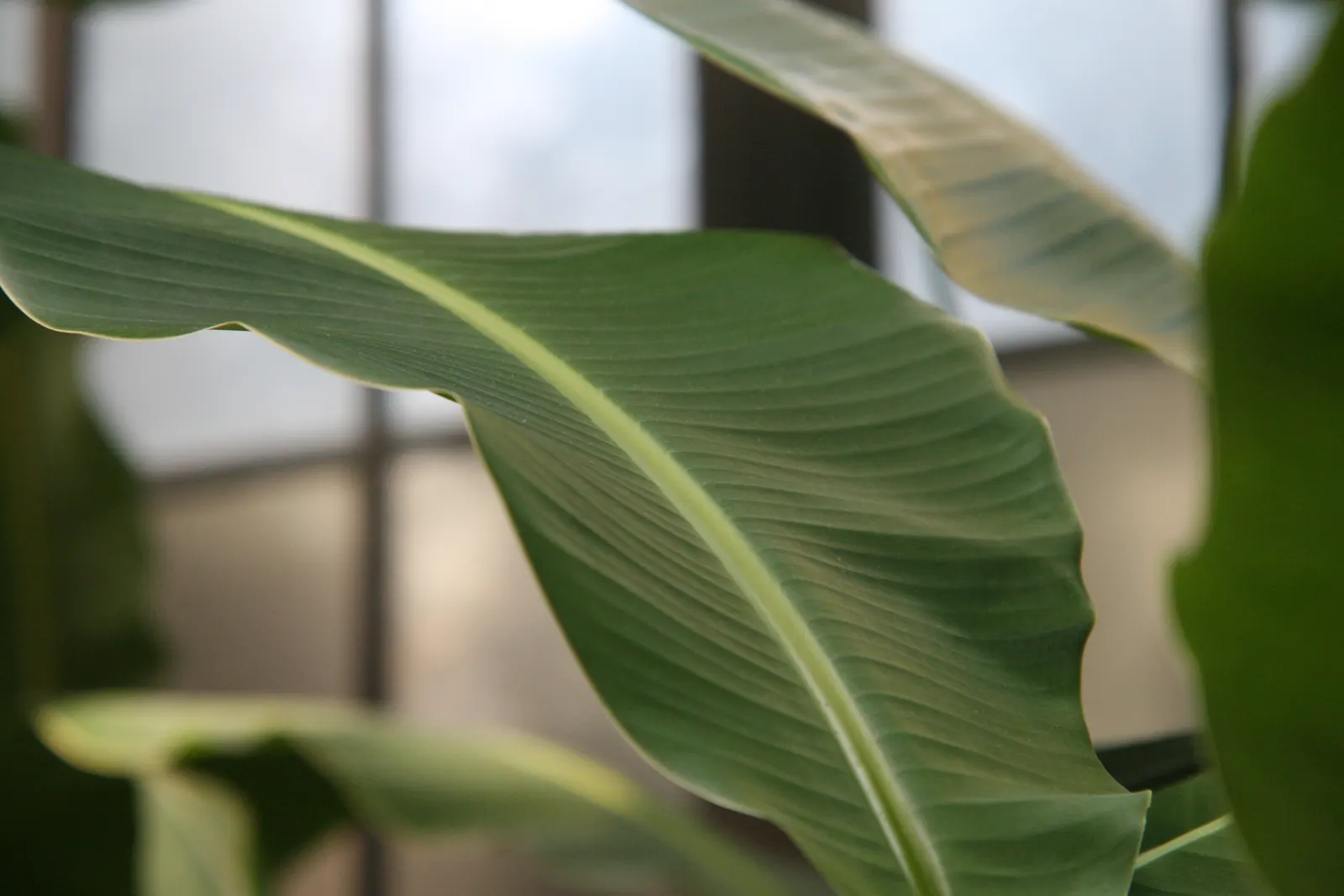 Edible Or Chinese Banana (Musa X Paradisiaca) — perennial with yellow blooms; creating a dense canopy of vibrant green foliage