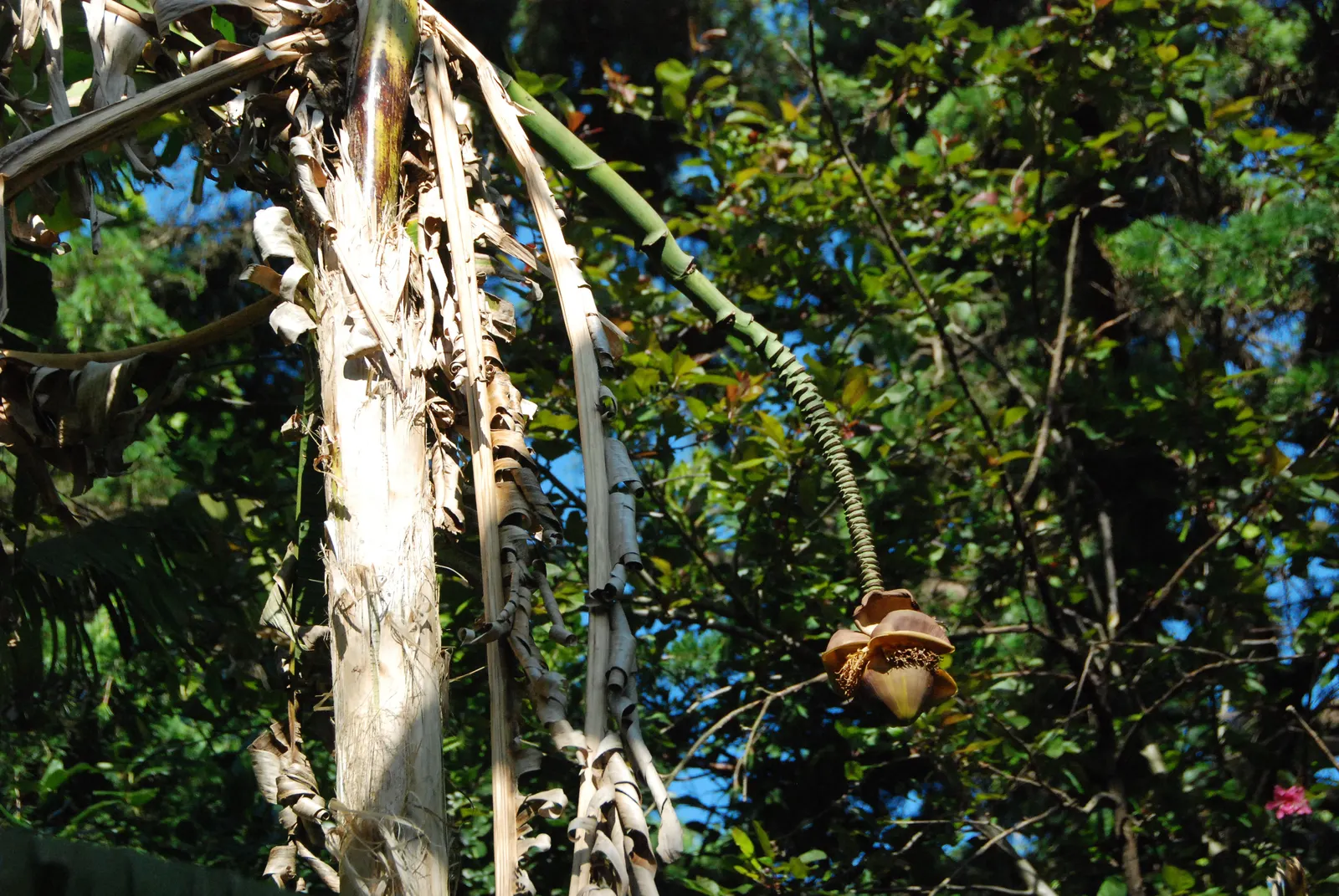 Edible Or Chinese Banana (Musa X Paradisiaca) — creating a dense canopy of vibrant green foliage