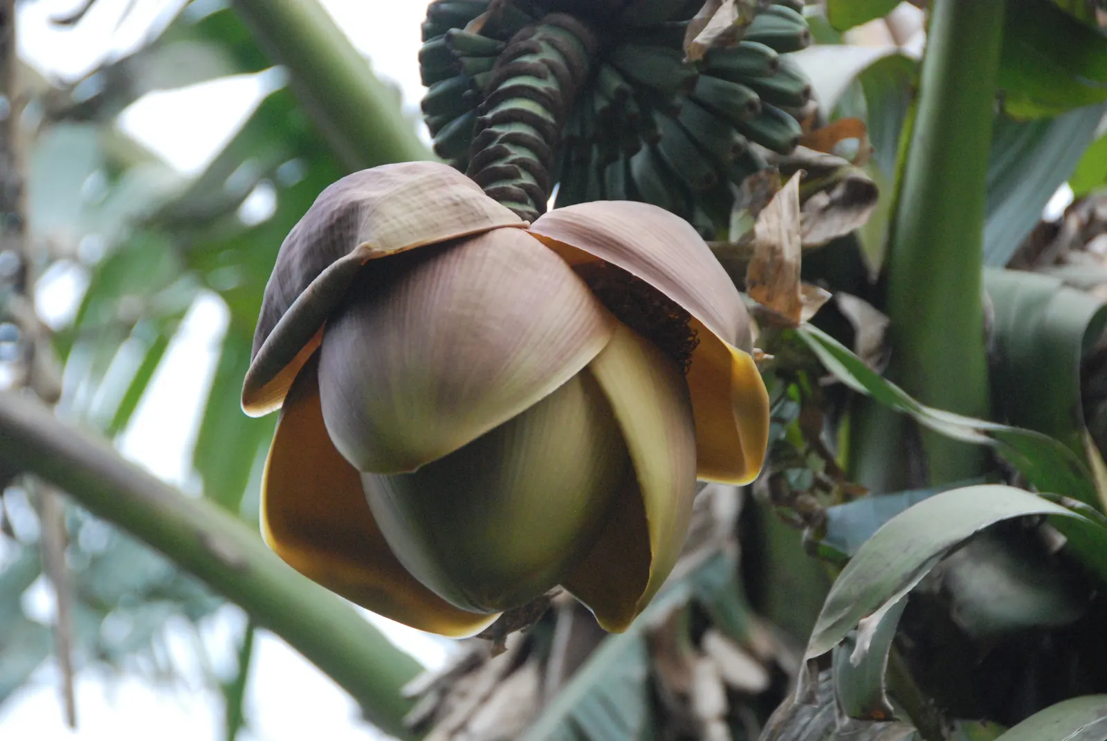 Edible Or Chinese Banana (Musa X Paradisiaca) — This hybrid produces sweet, consumable fruit under optimal conditions‚Äîfull sun and well-drained, image 46