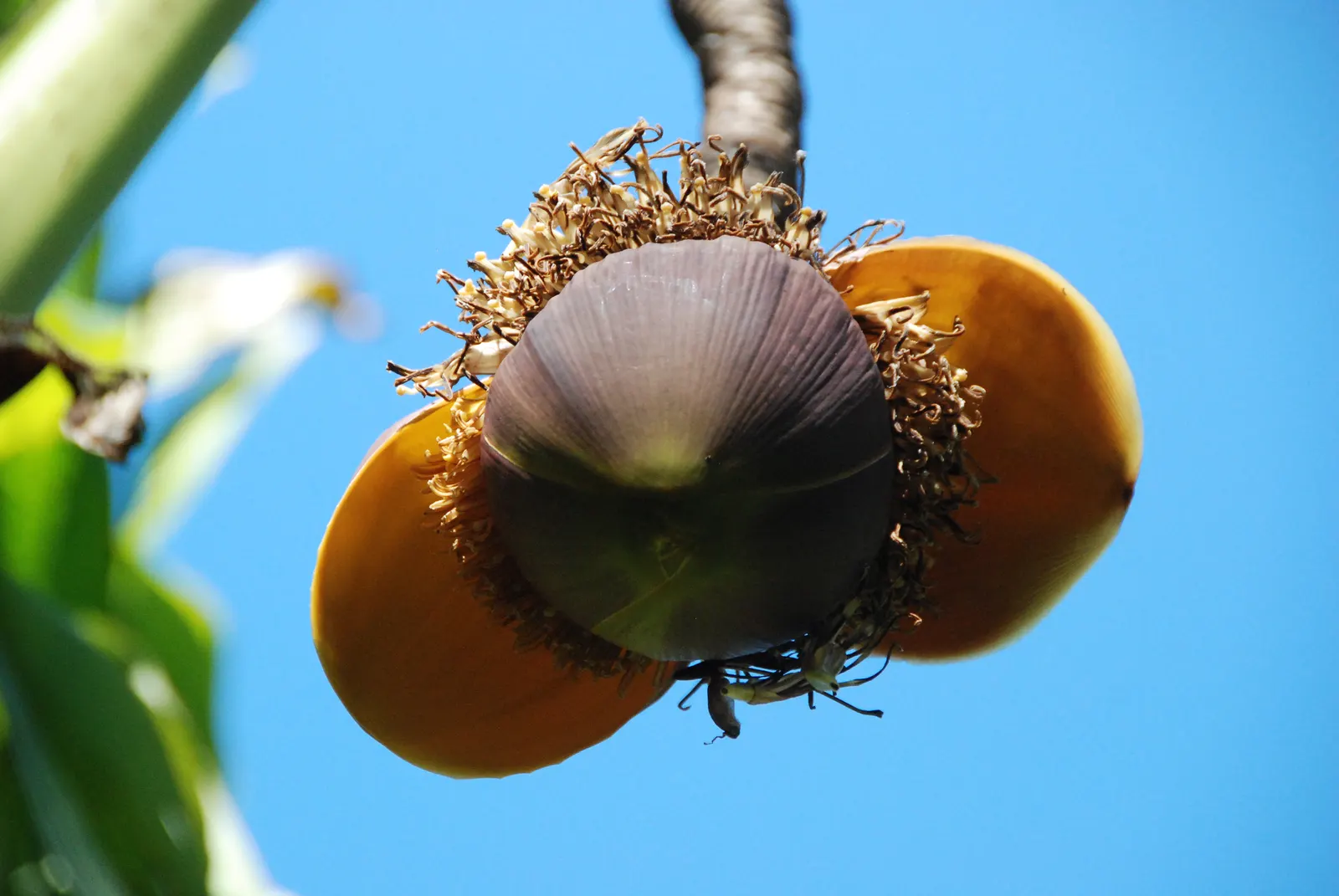 Edible Or Chinese Banana (Musa X Paradisiaca) — commonly referred to as the Edible Banana or Chinese Banana; this hybrid produces sweet, consumable, image 70