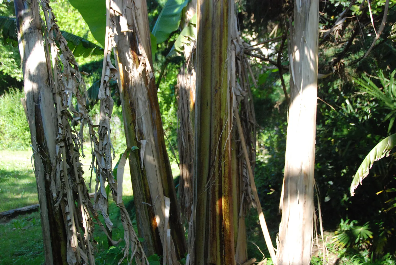 Edible Or Chinese Banana (Musa X Paradisiaca) — making them a delight for the homeowner's culinary use, image 60