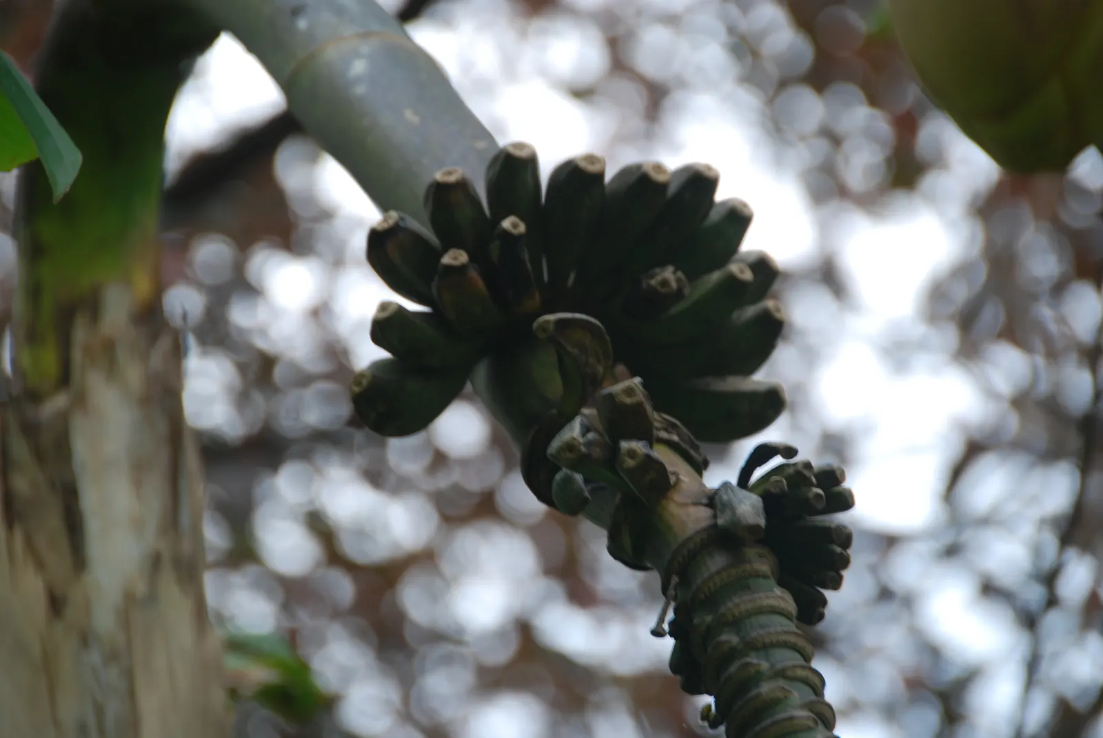 Edible Or Chinese Banana (Musa X Paradisiaca) — commonly known as the Edible Banana