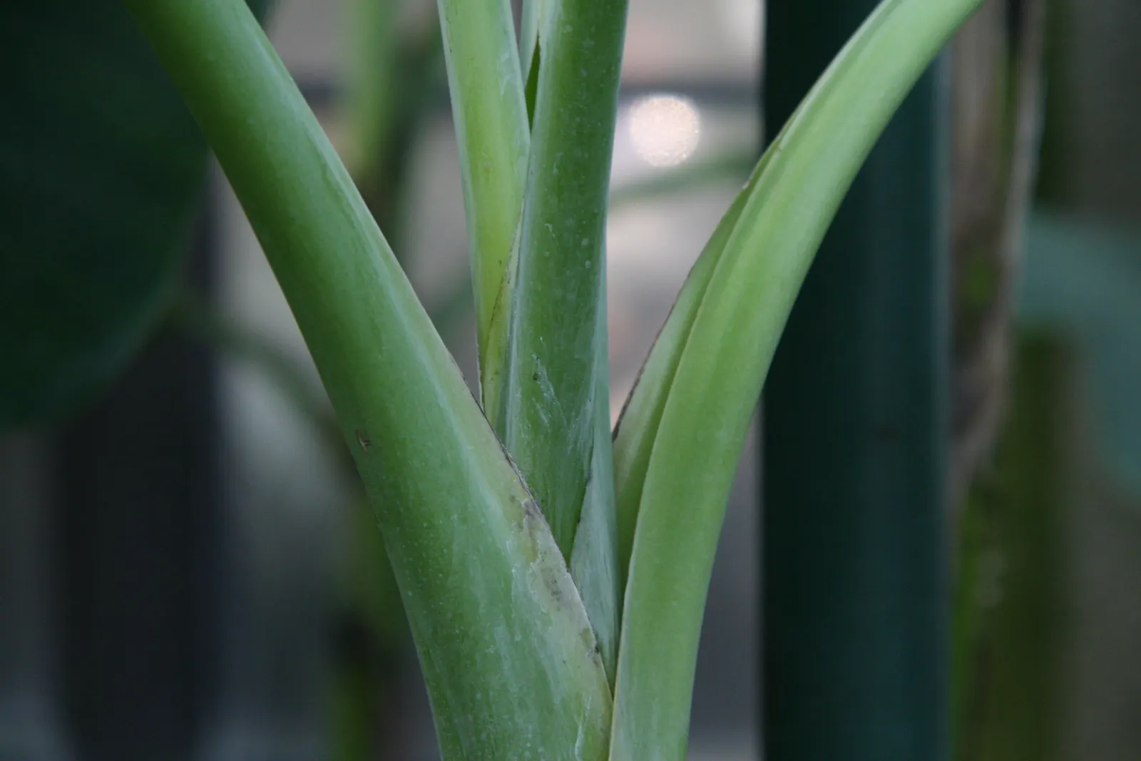 Edible Or Chinese Banana (Musa X Paradisiaca) — It requires regular watering but is intolerant of waterlogged roots; making them a delight for the homeowner's