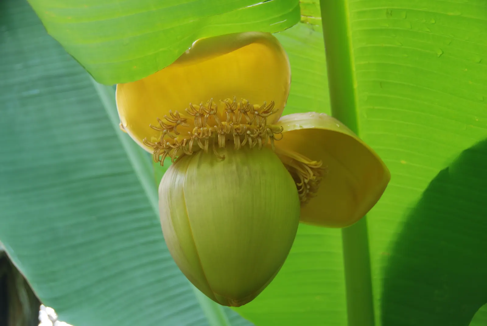 Edible Or Chinese Banana (Musa X Paradisiaca) — Its large, broad leaves can grow up to 9 feet in length, adding lush texture to landscapes; making, image 45