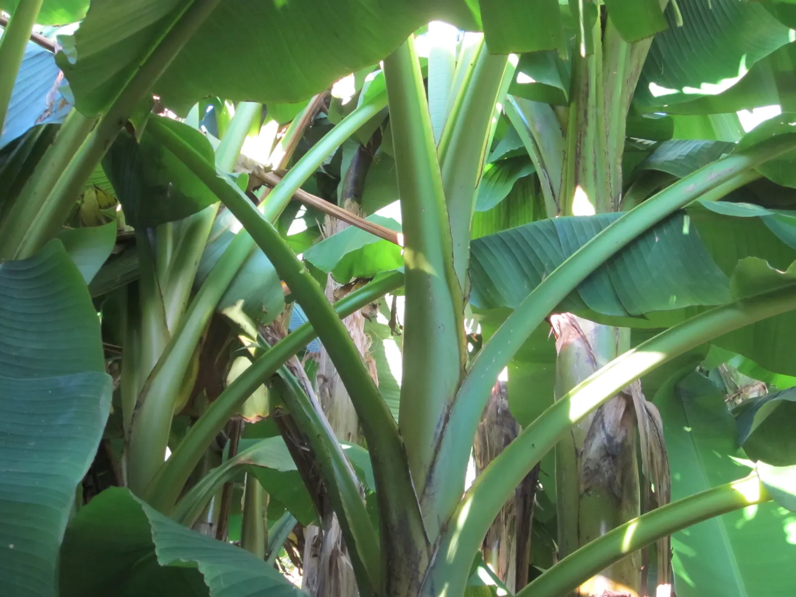 Edible Or Chinese Banana (Musa X Paradisiaca) — which adds visual interest and a sense of privacy