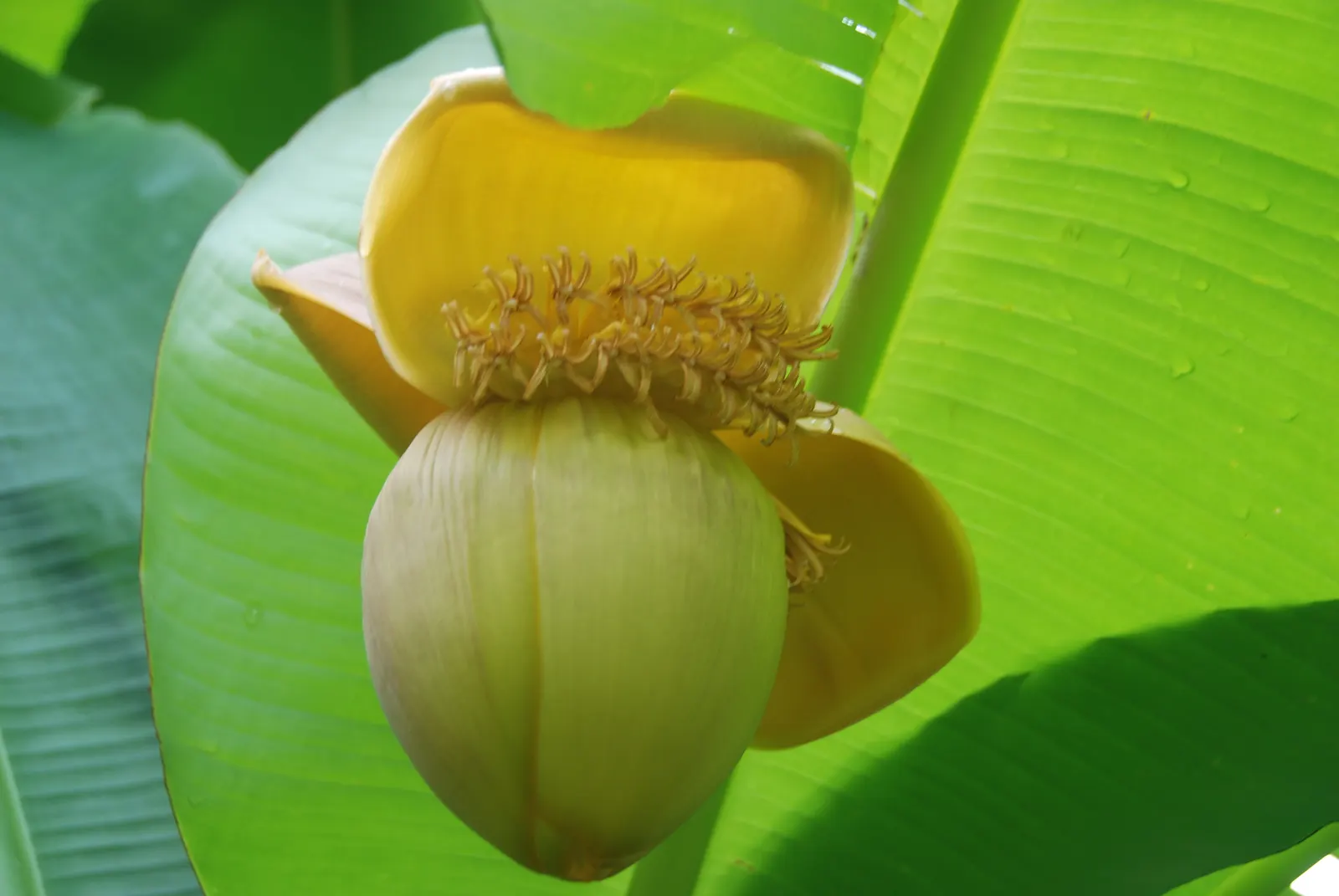 Edible Or Chinese Banana (Musa X Paradisiaca) — landscape designers should incorporate ample organic matter to ensure rich